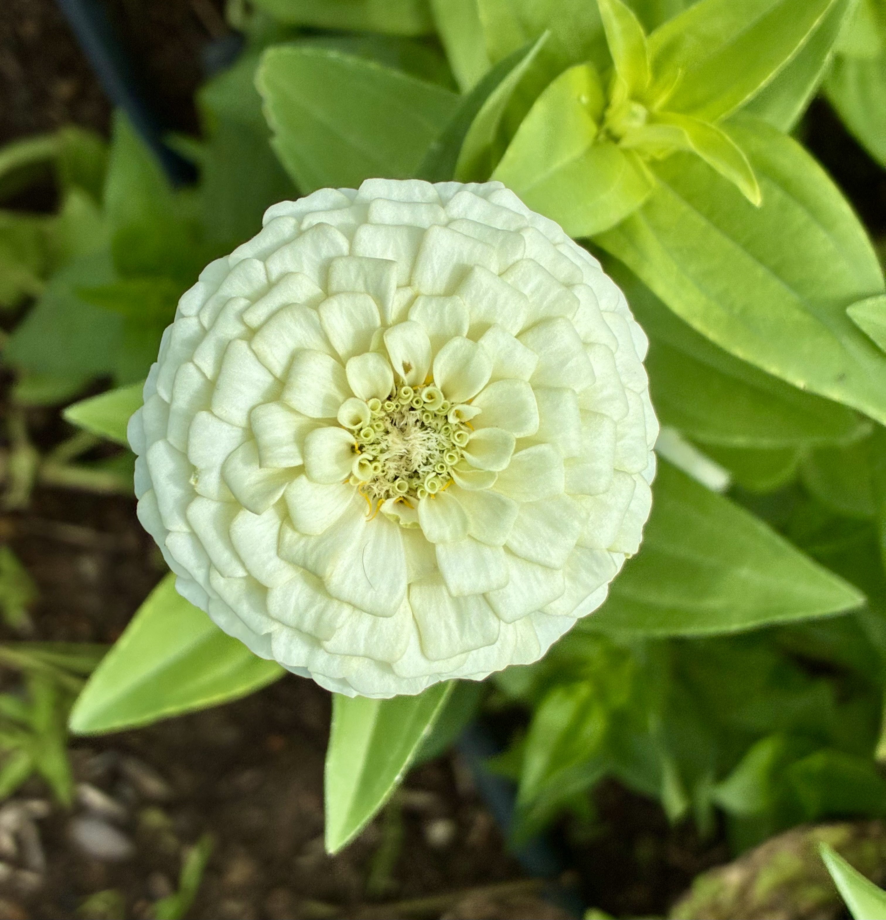 ZINNIA elegans Oklahoma White