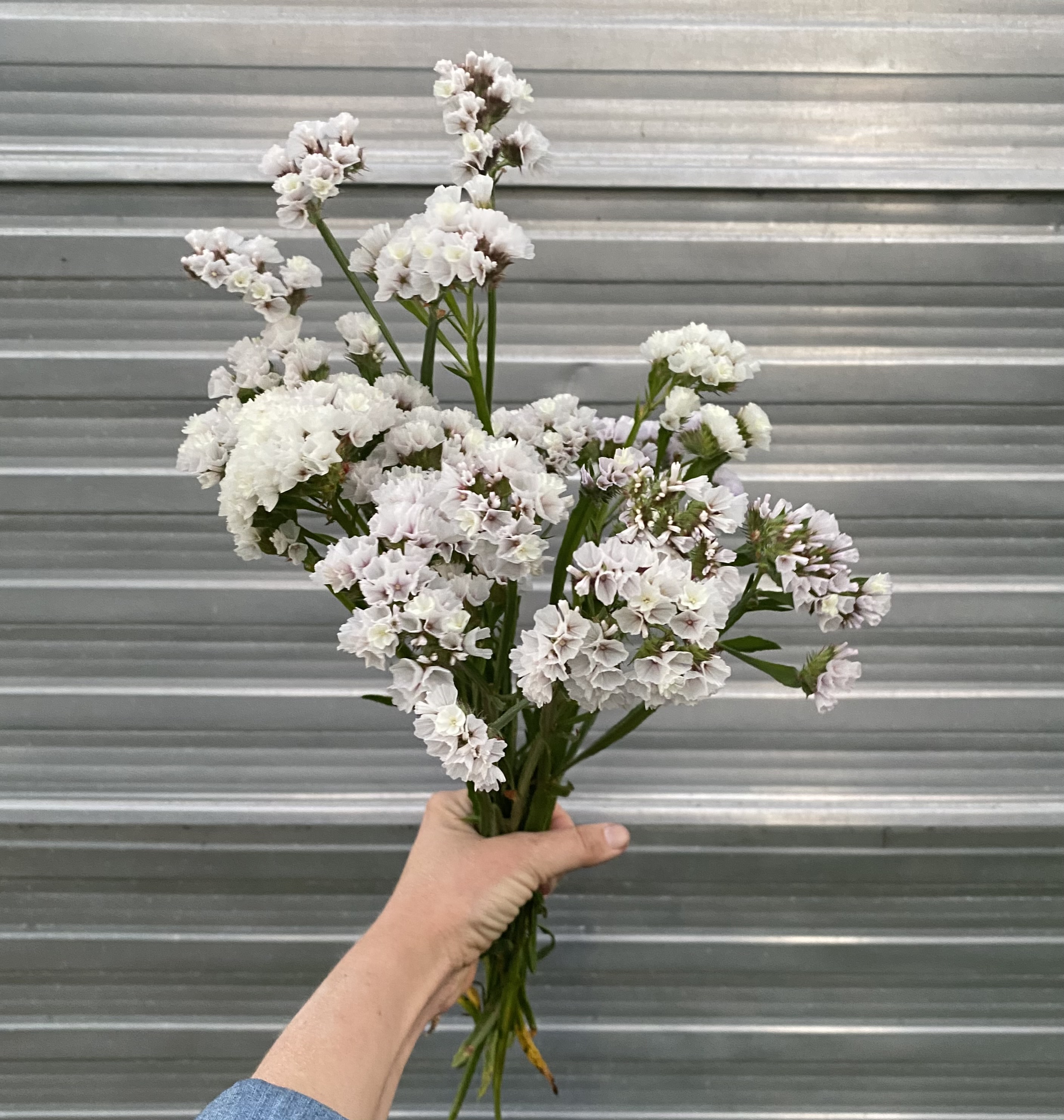 LIMONIUM gmelinii
