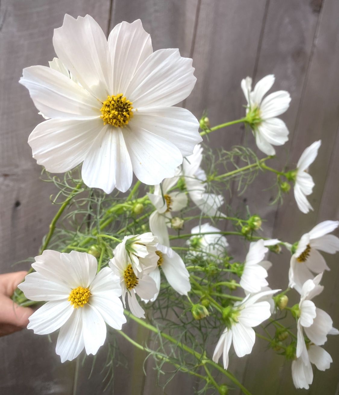 COSMOS bipinnatus Sensation Purity