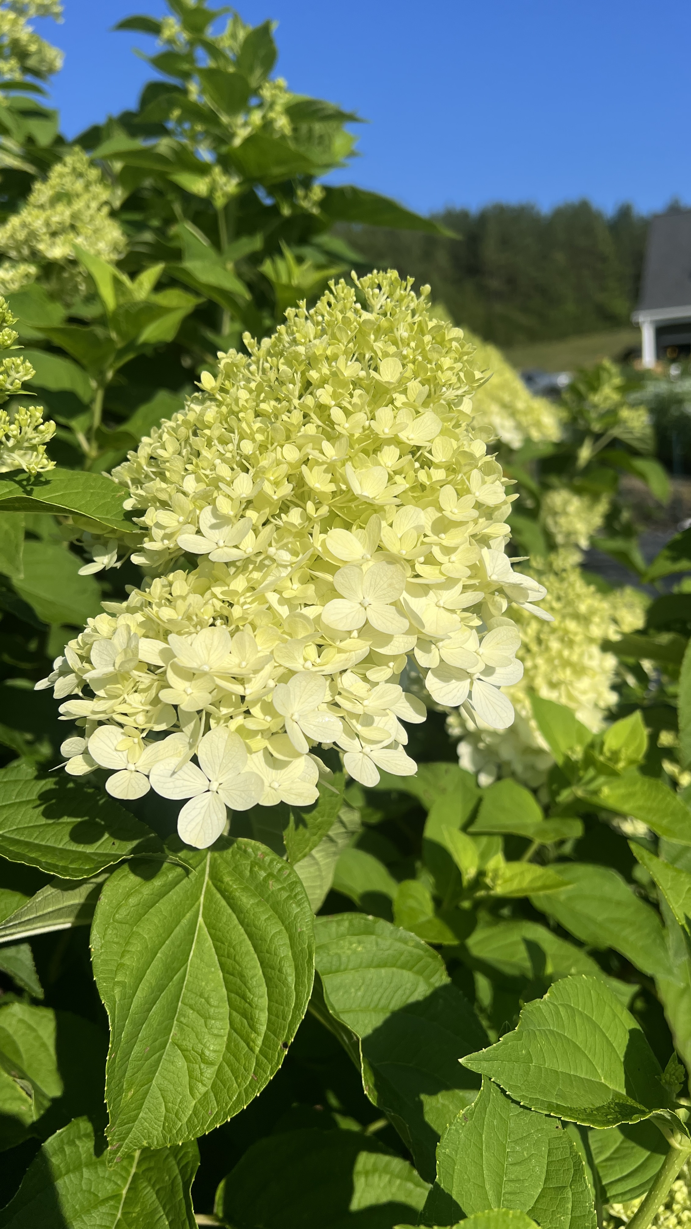 HYDRANGEA paniculata Little Lime