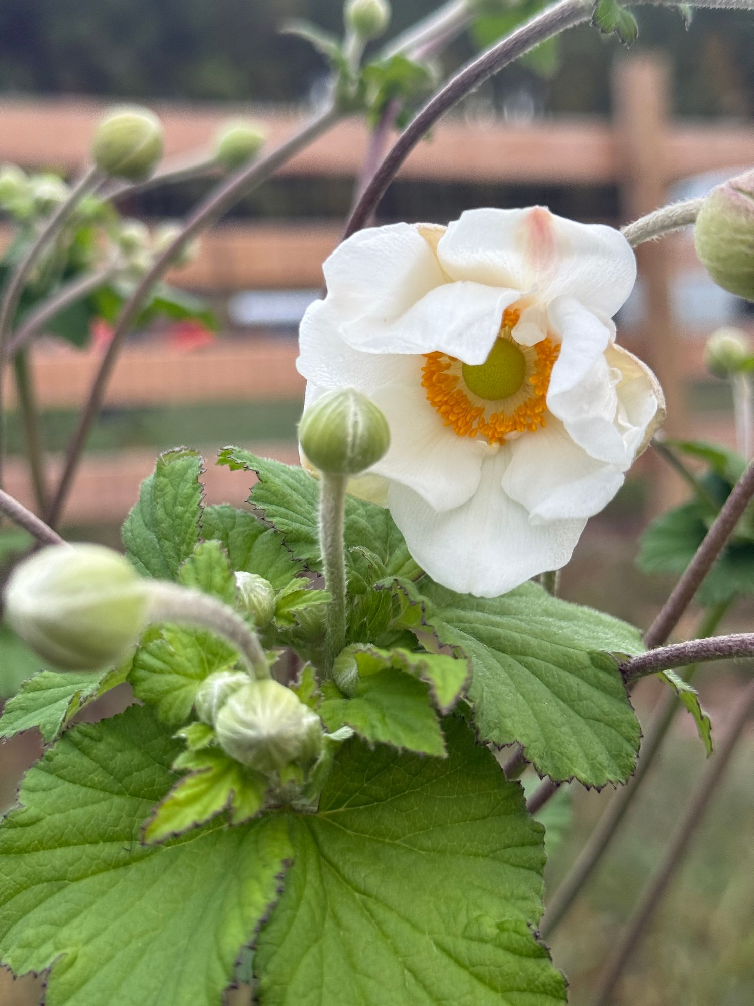 ANEMONE x Honorine Jobert