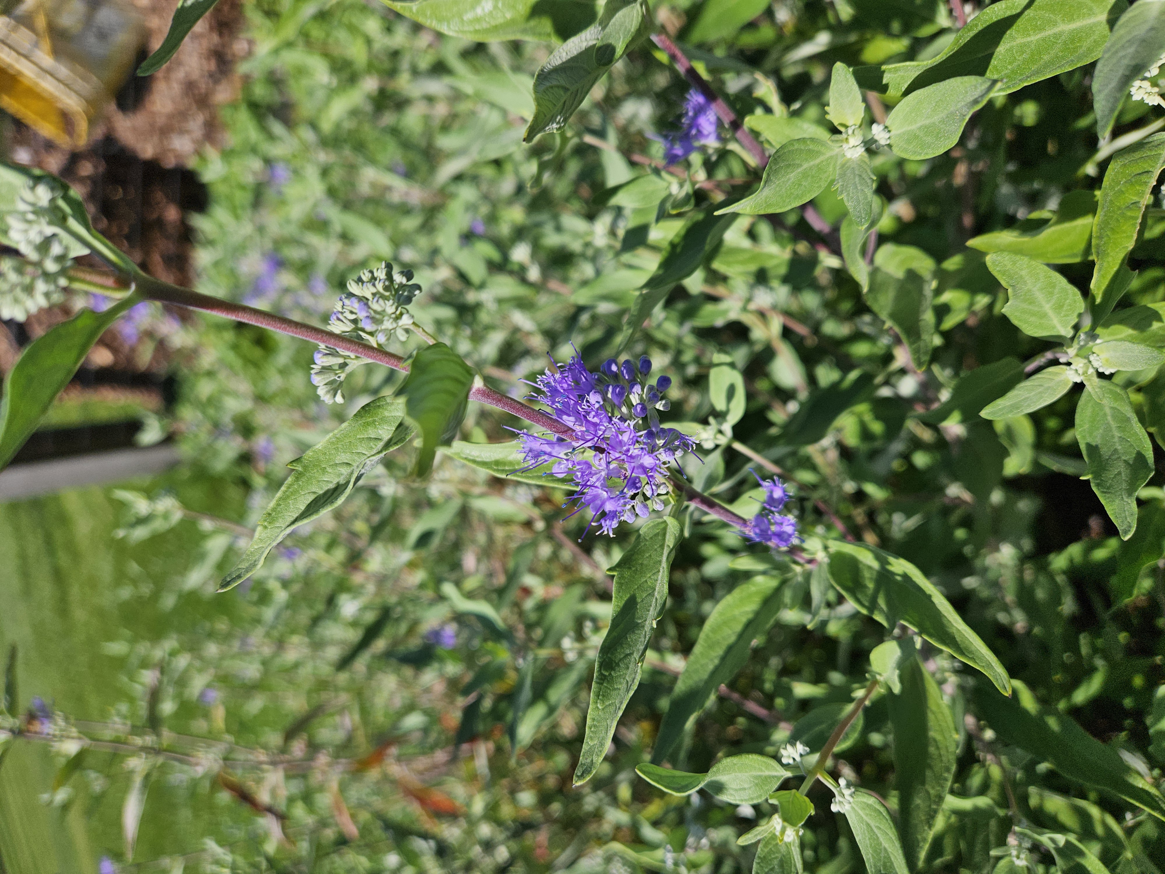 CARYOPTERIS x clandonensis Dark Knight