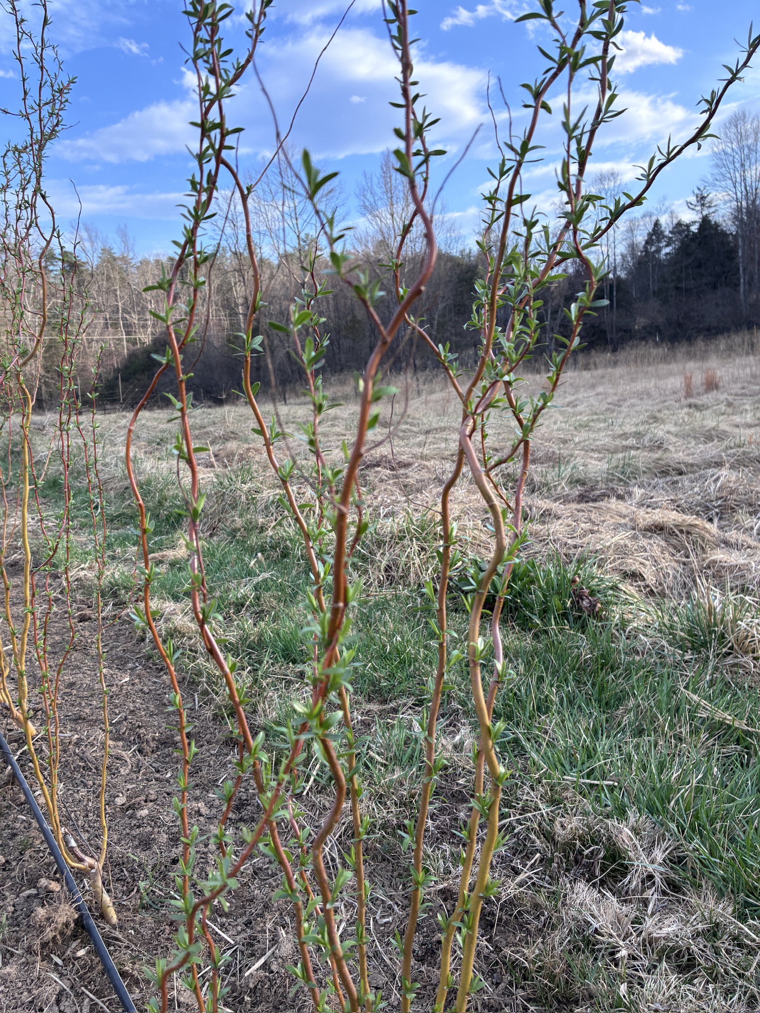 SALIX