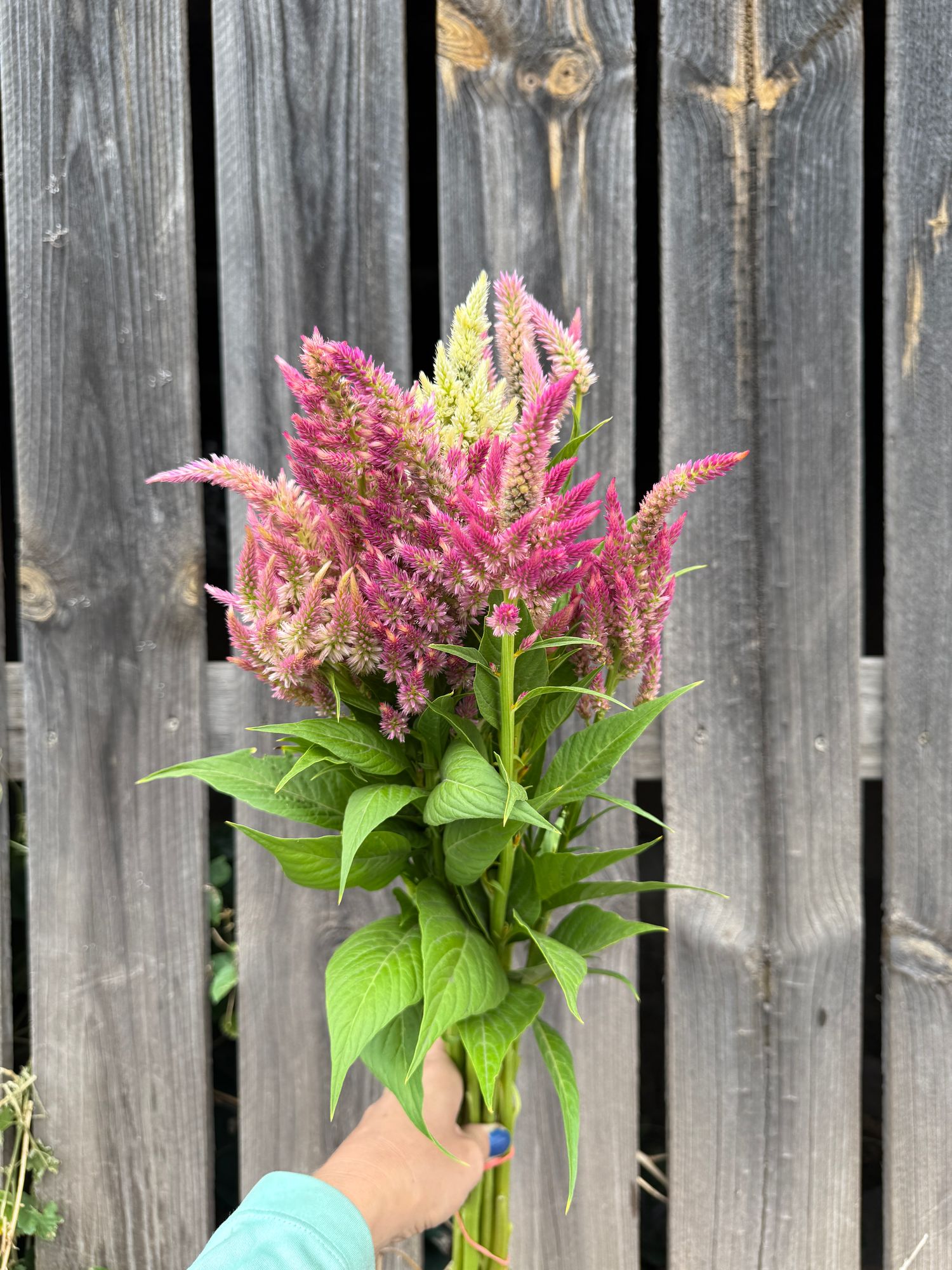 CELOSIA argentea var. plumosa Texas Plume Summer Sherbet