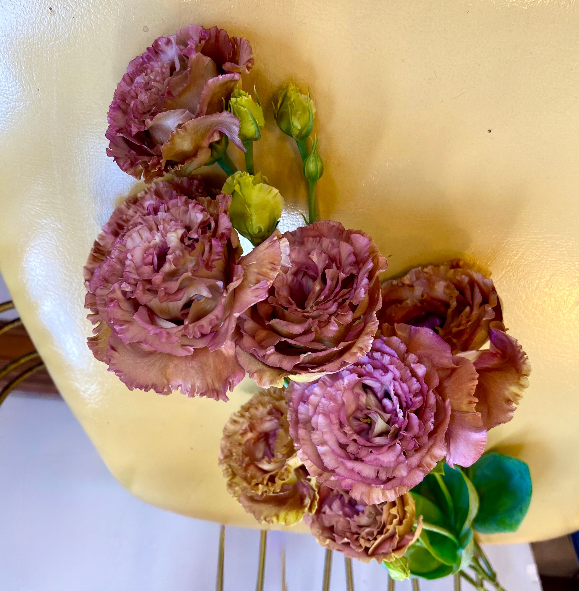 EUSTOMA grandiflorum Rosanne