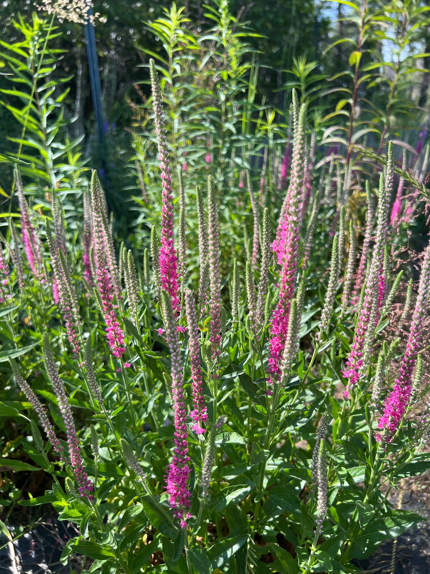 VERONICA spicata Red Fox