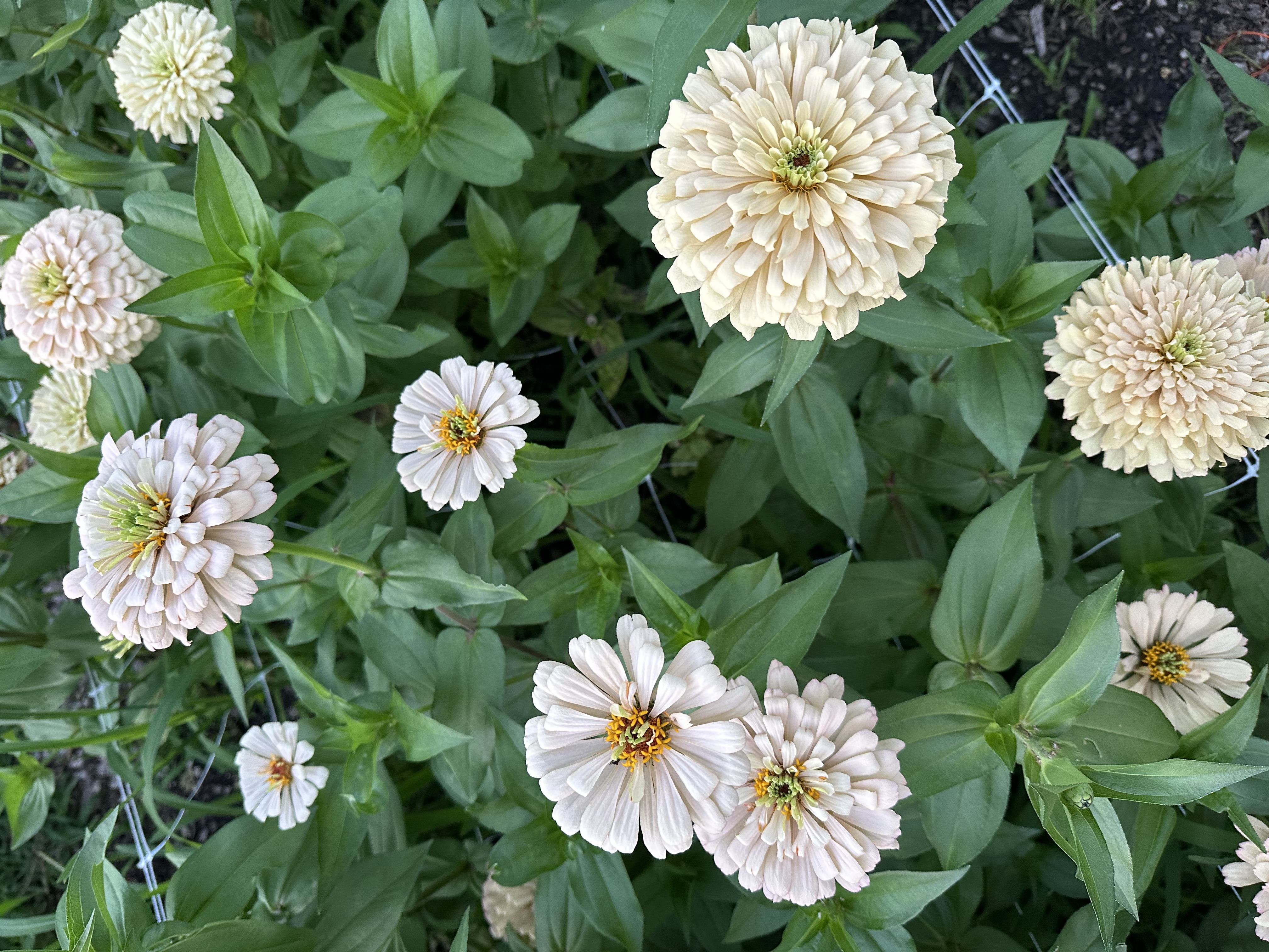 ZINNIA elegans Linen