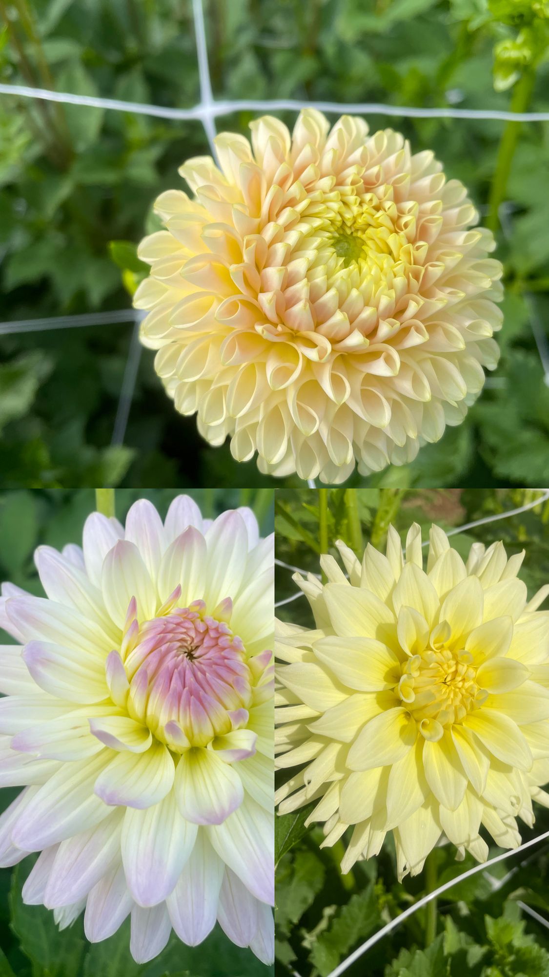 DAHLIA