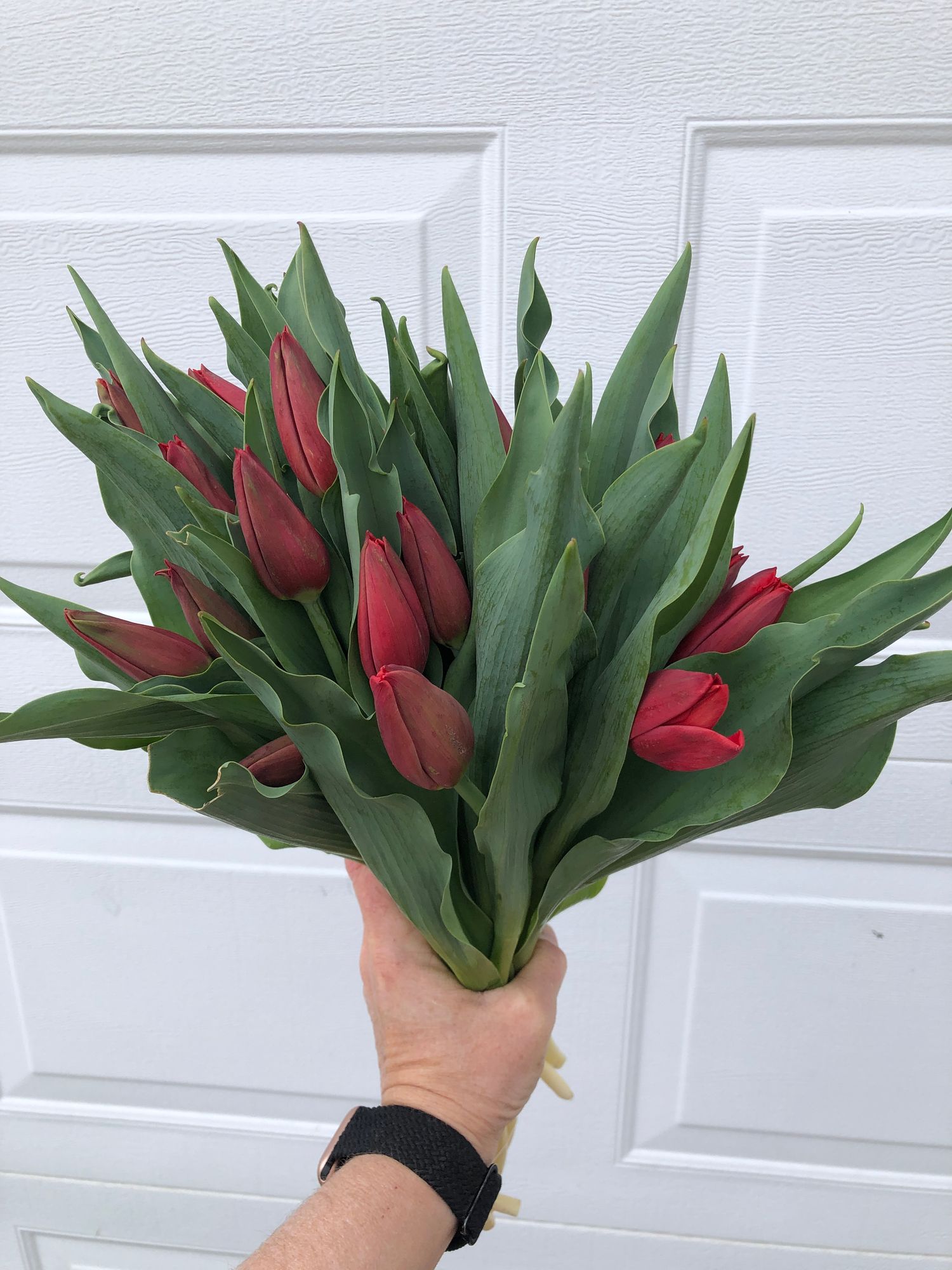 TULIPA
