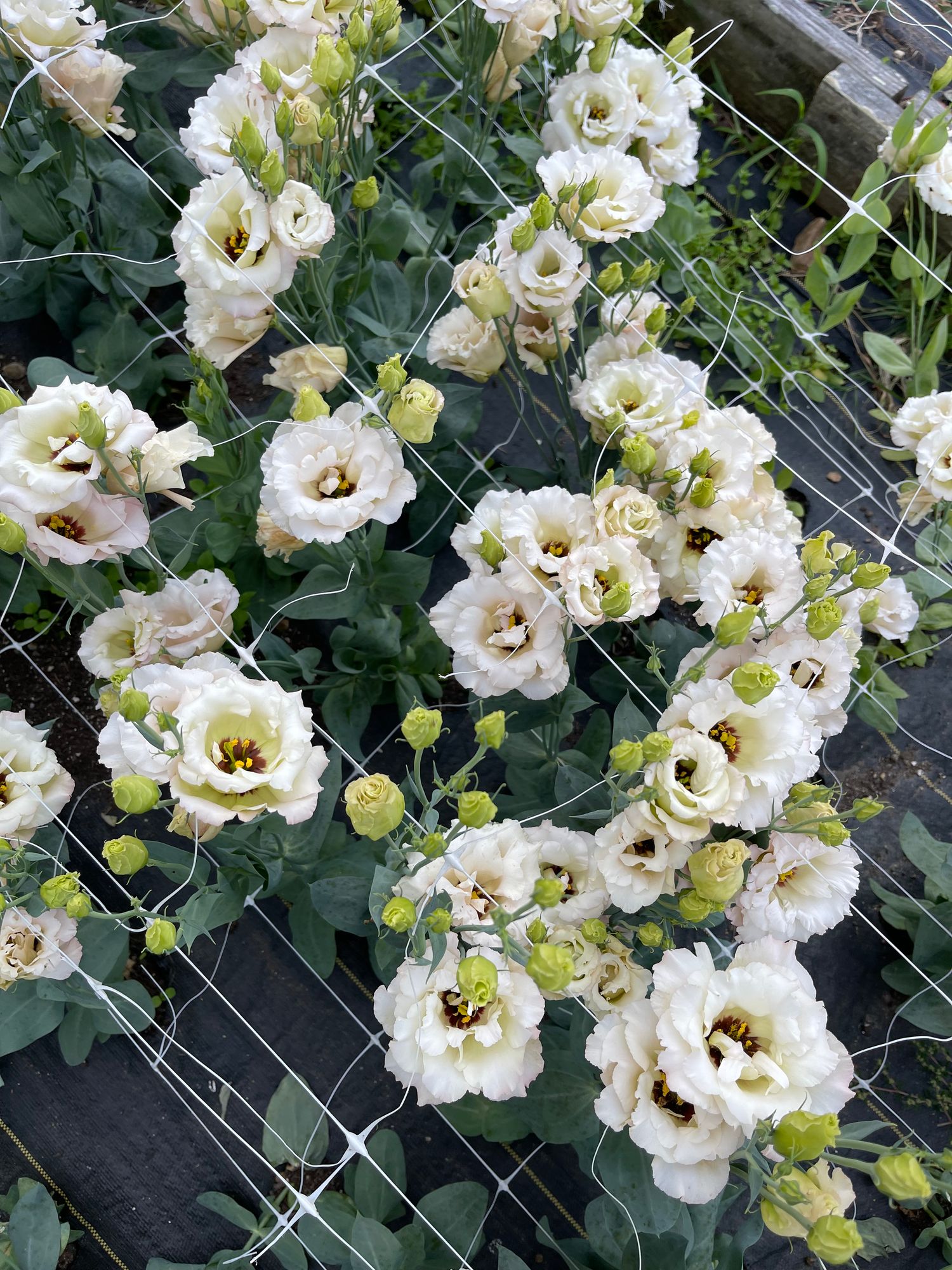 EUSTOMA grandiflorum Arena Champagne