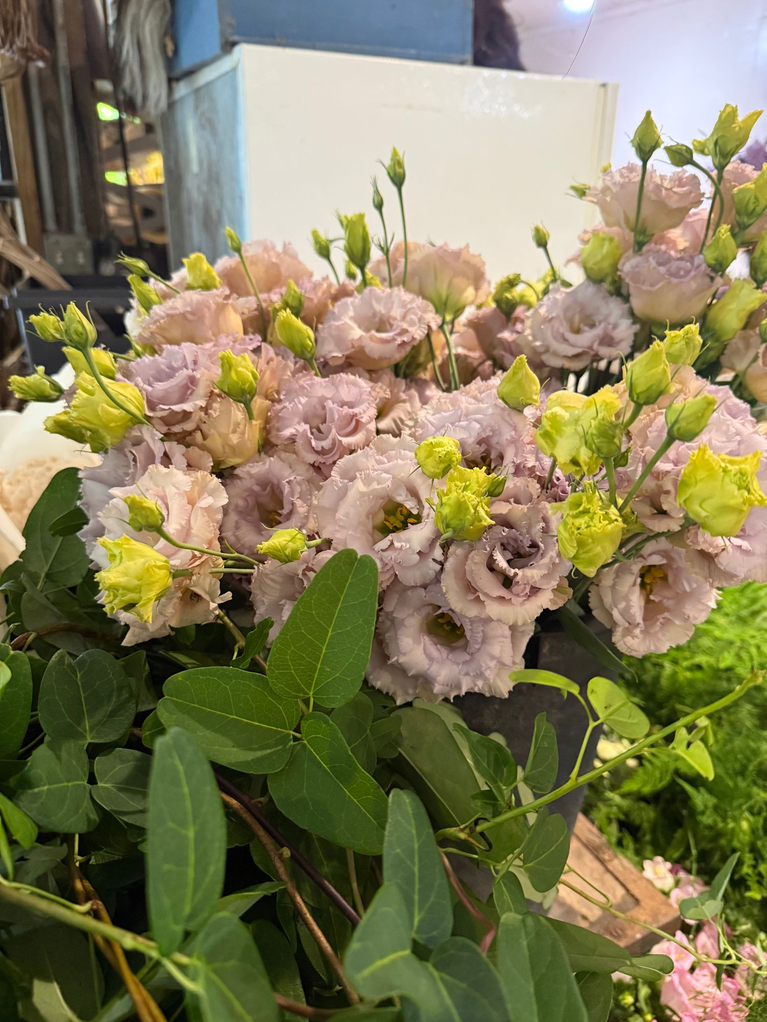 EUSTOMA grandiflorum Blue Chateau