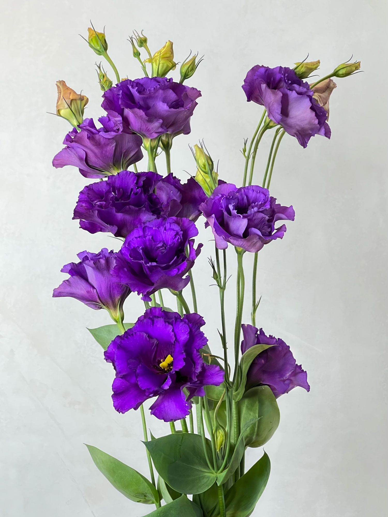 EUSTOMA grandiflorum Corelli