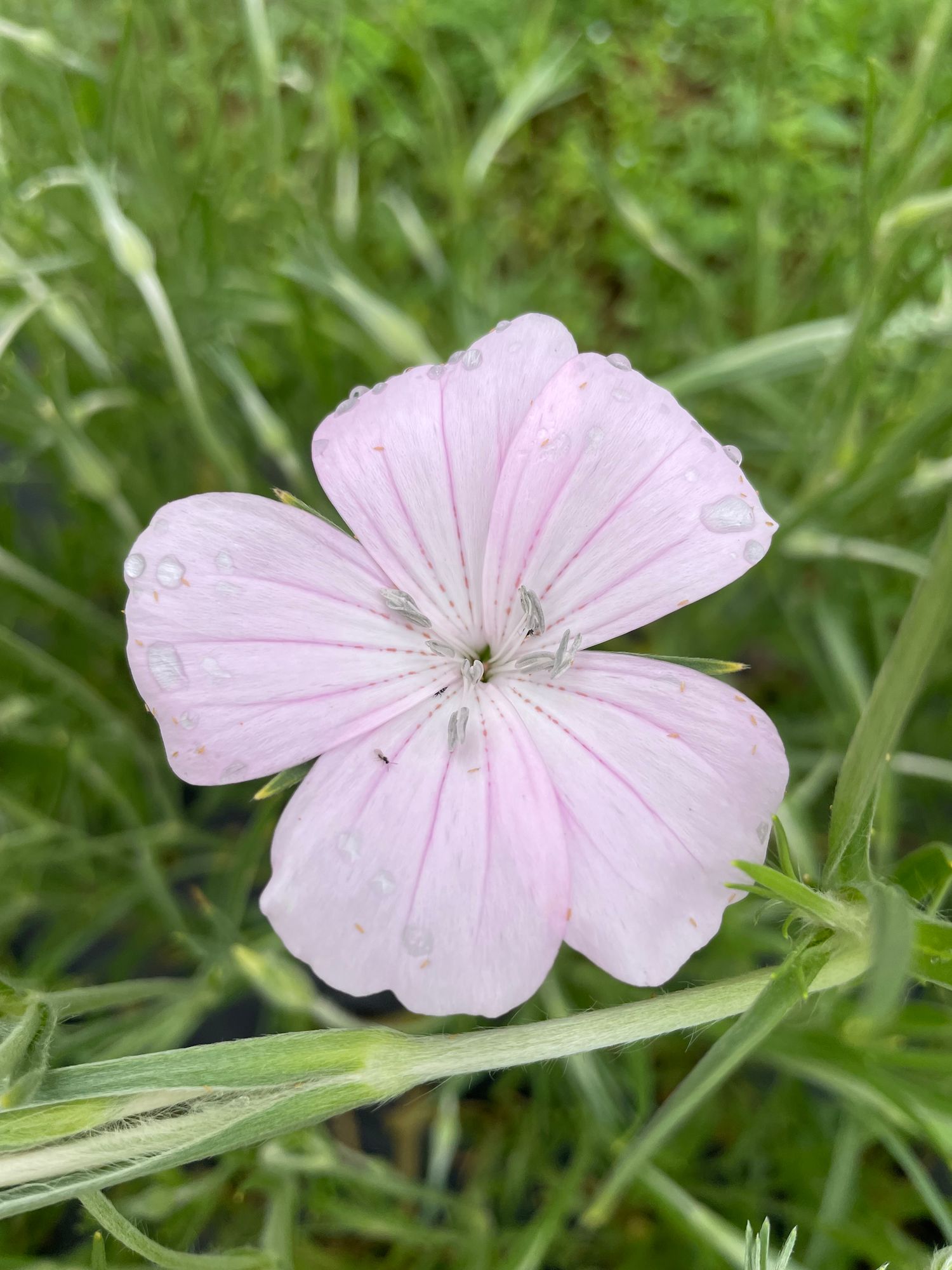AGROSTEMMA githago Blossom Pearl