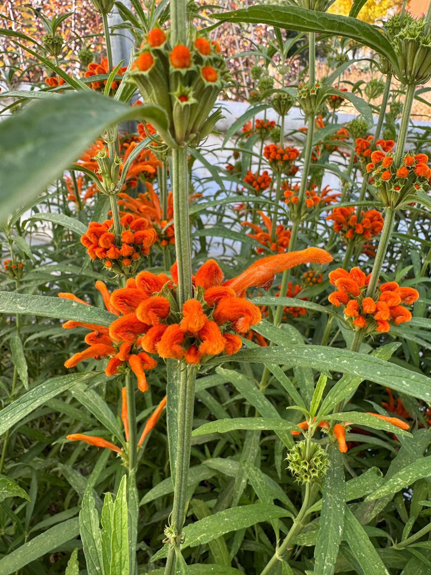 LEONOTIS leonurus