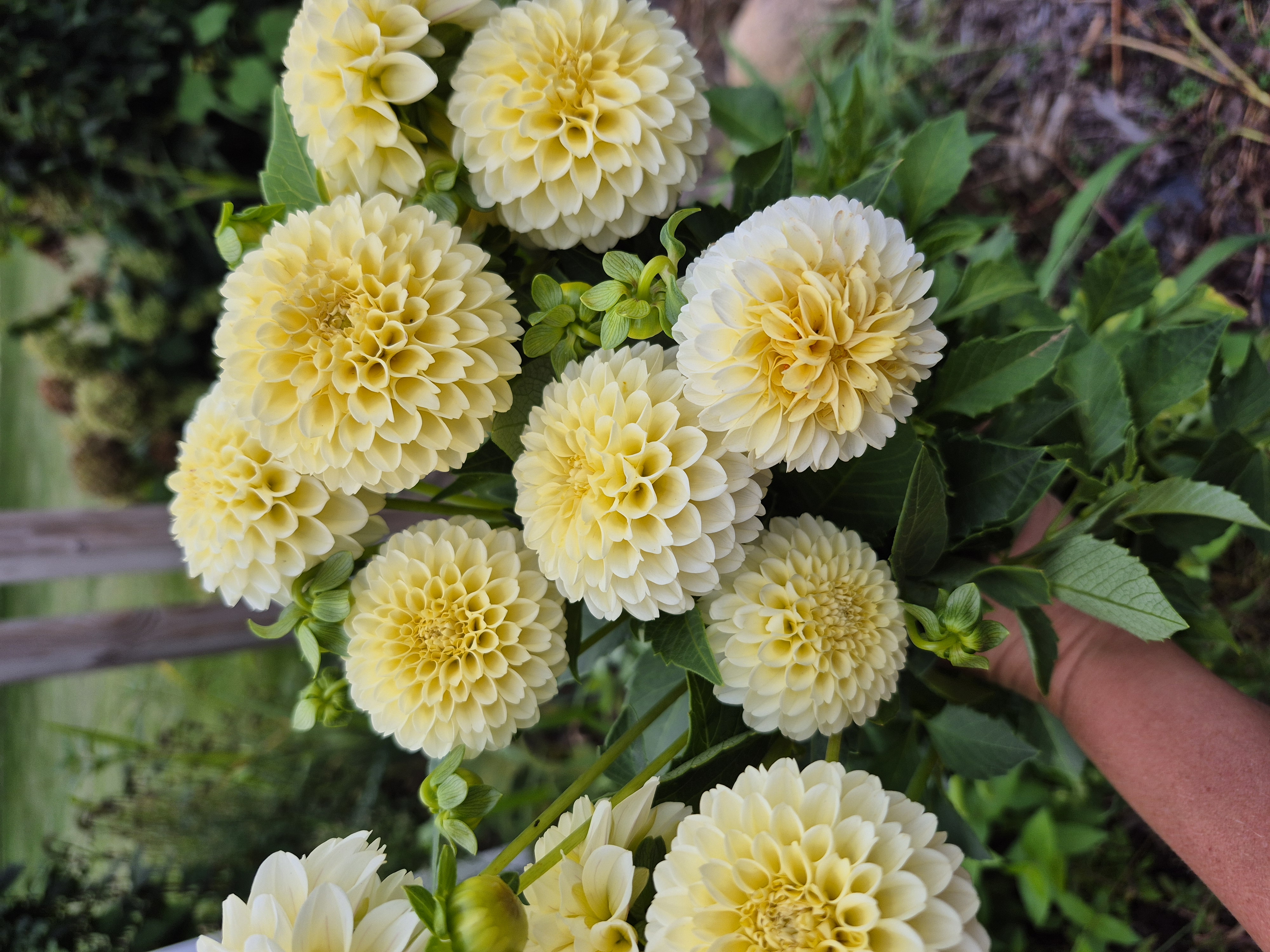 DAHLIA Creamy