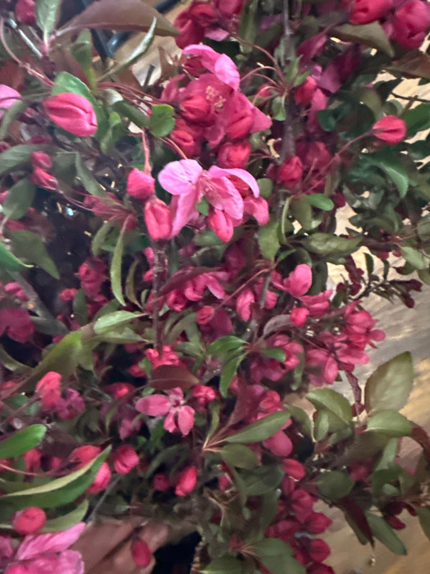 MALUS x micromalus Kaido