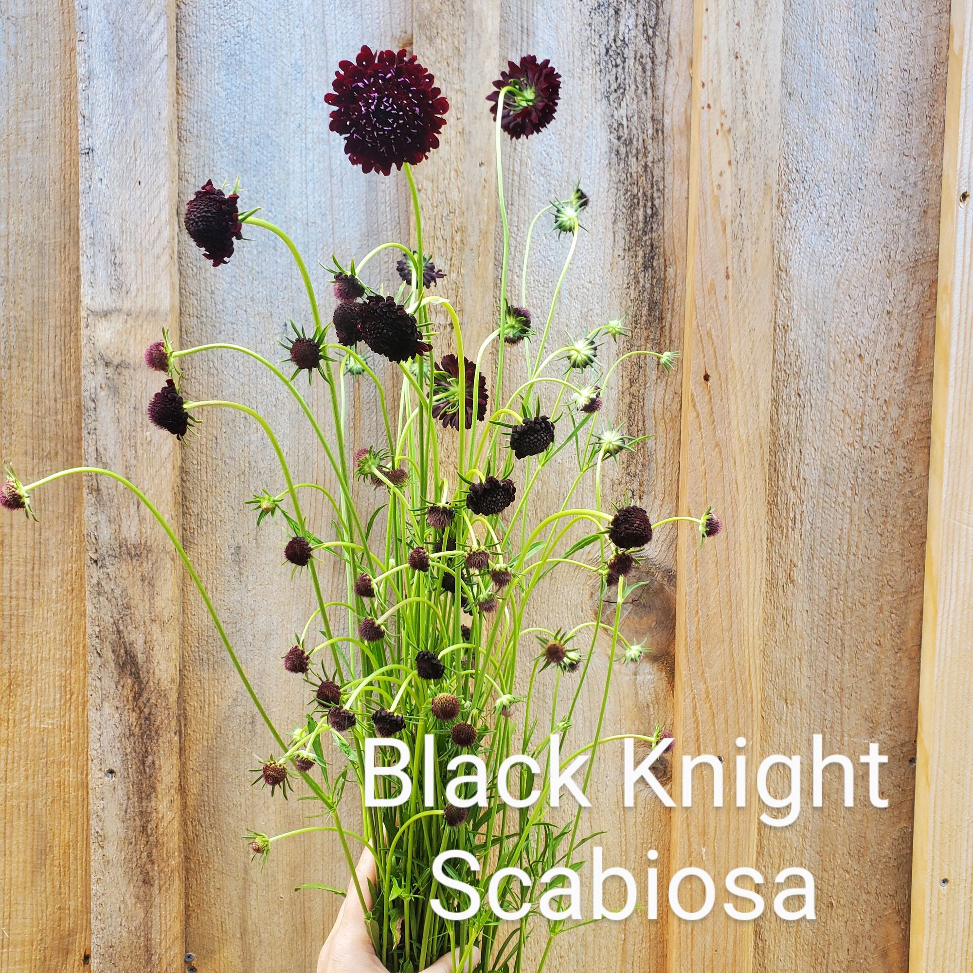 SCABIOSA atropurpurea Black Knight