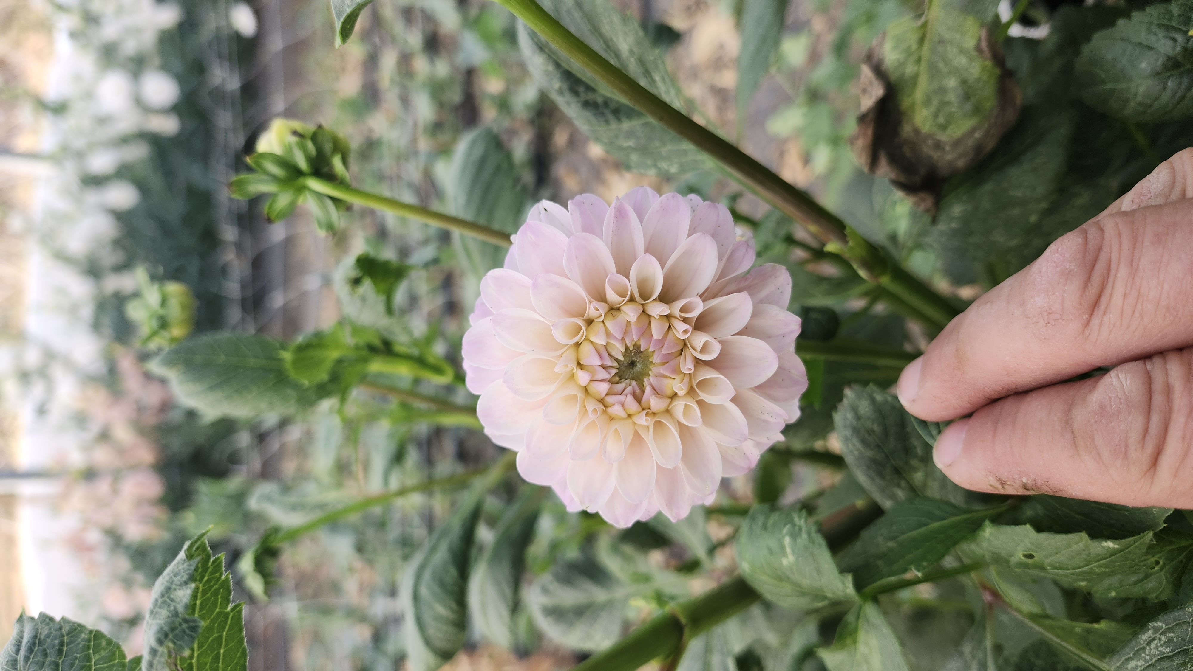 DAHLIA Camano Zoe