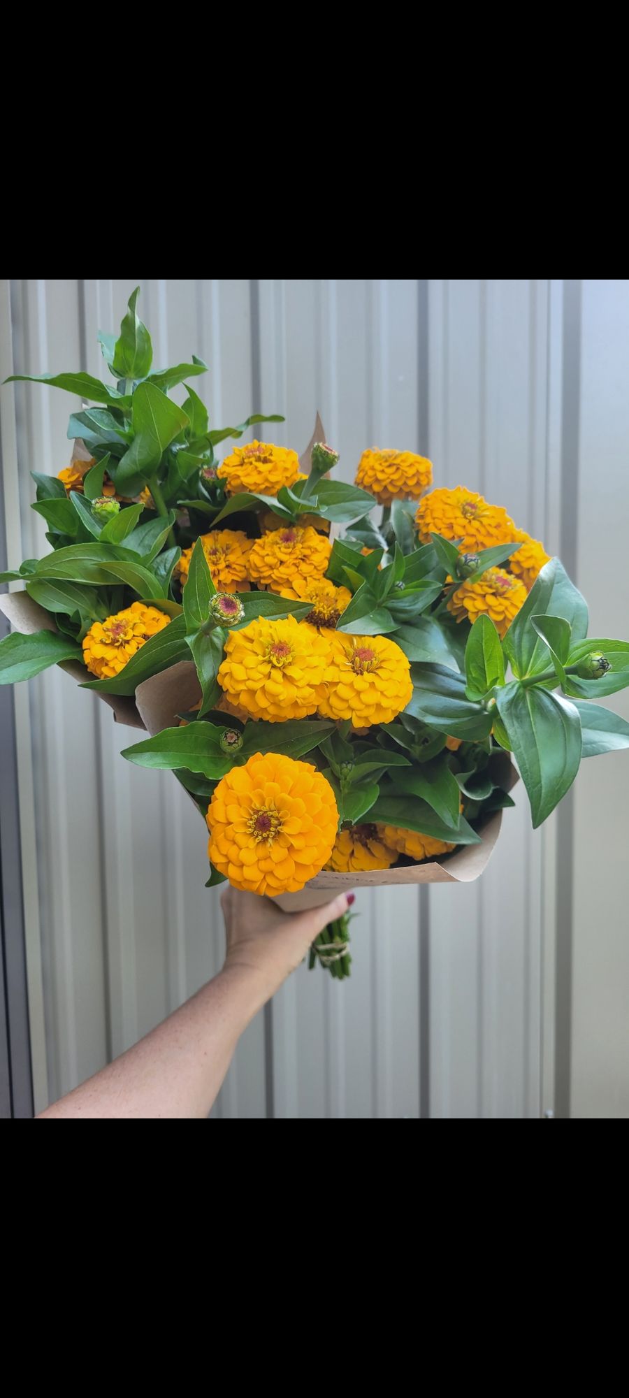 ZINNIA elegans Oklahoma Golden Yellow
