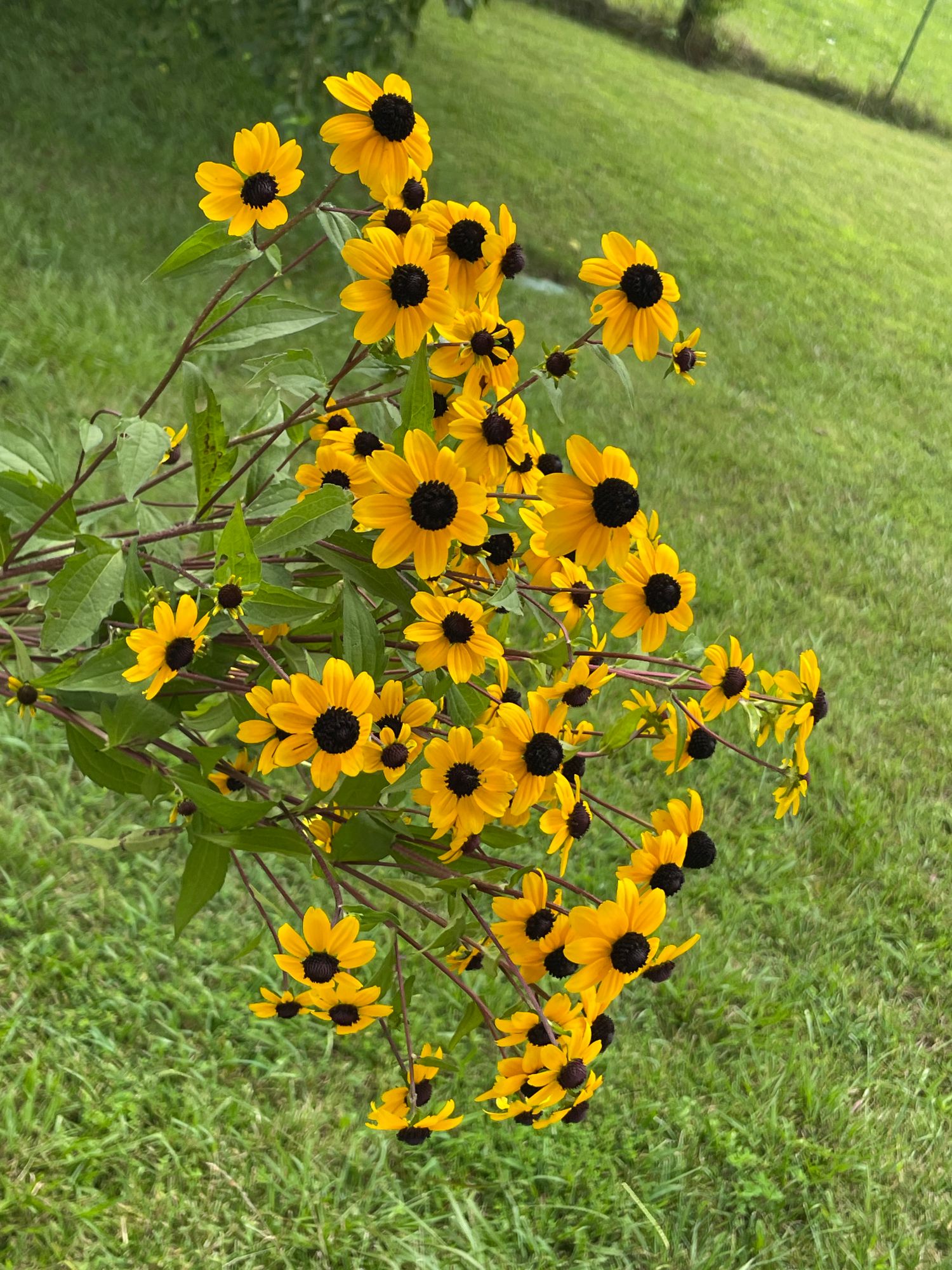RUDBECKIA triloba