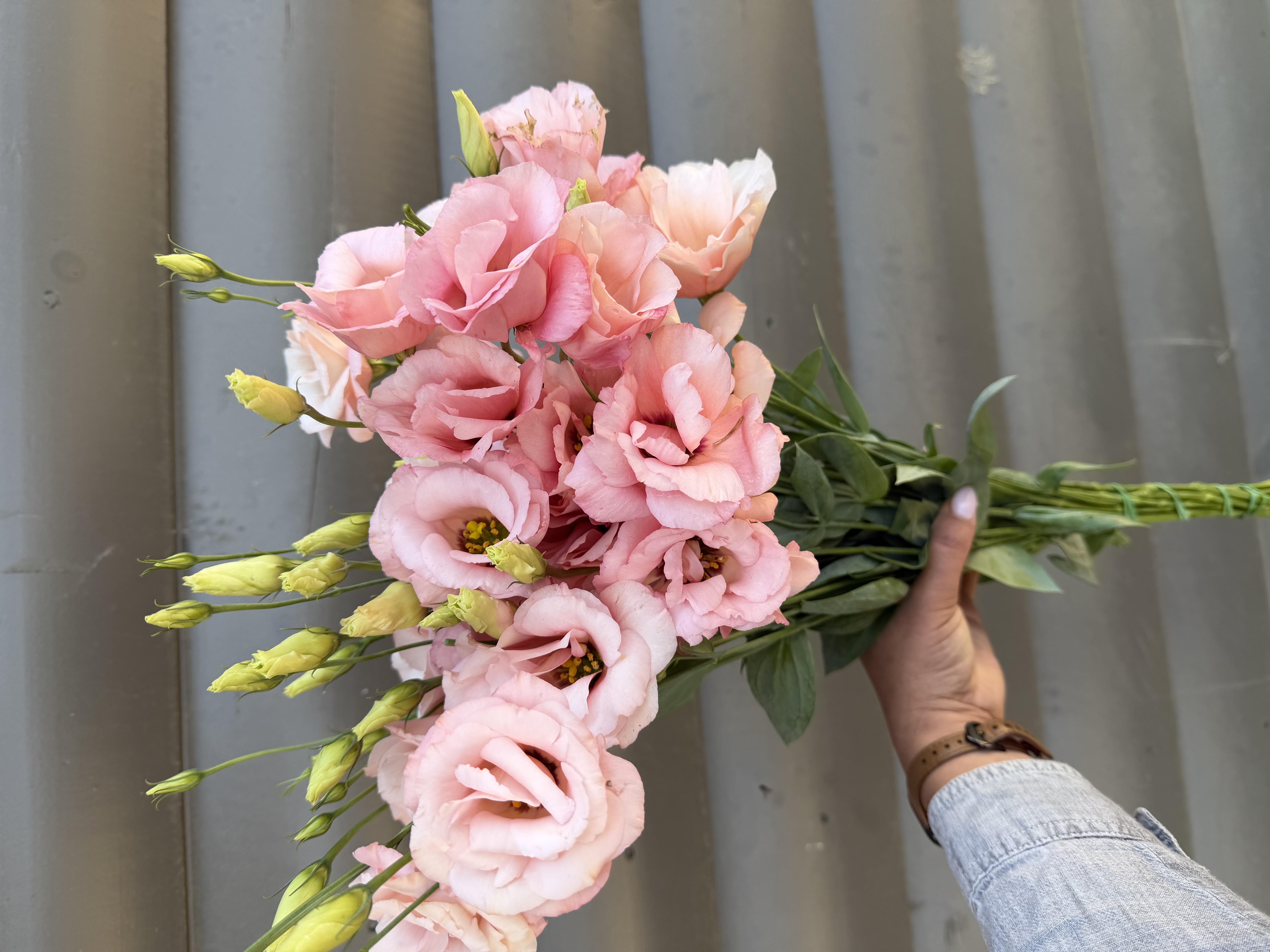 EUSTOMA grandiflorum Arena Apricot