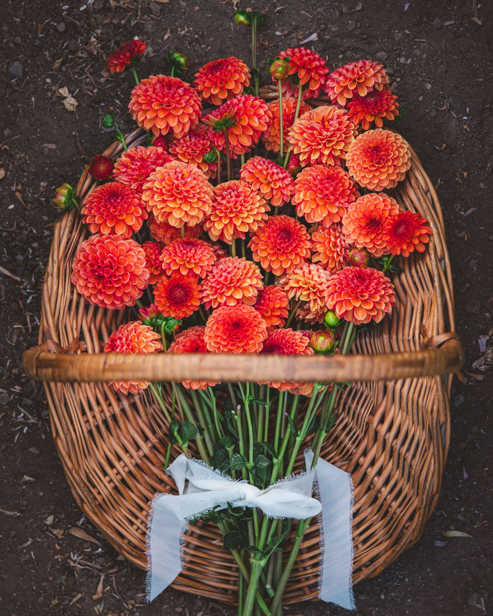 DAHLIA Valley Rust Bucket