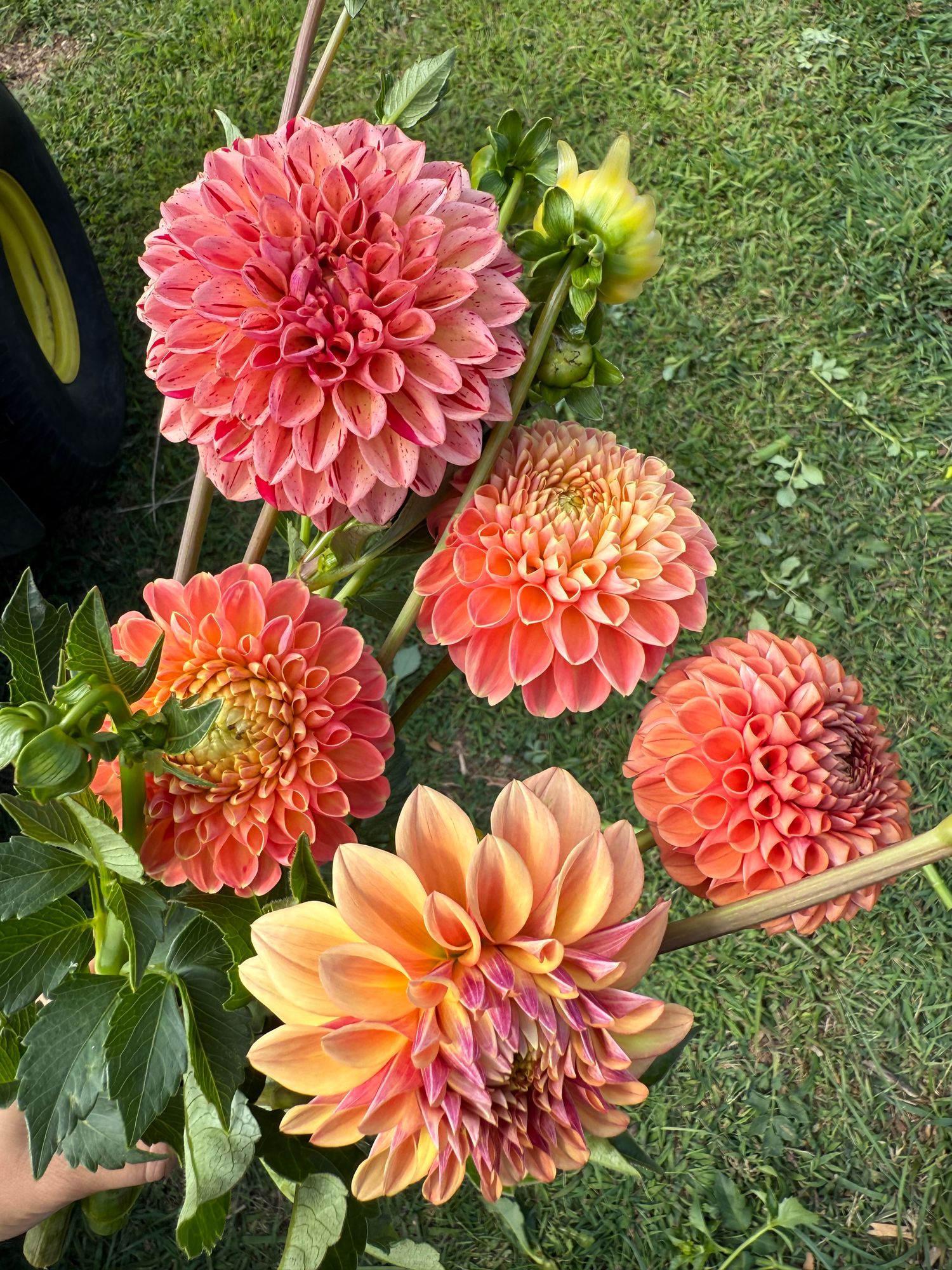 DAHLIA Ball