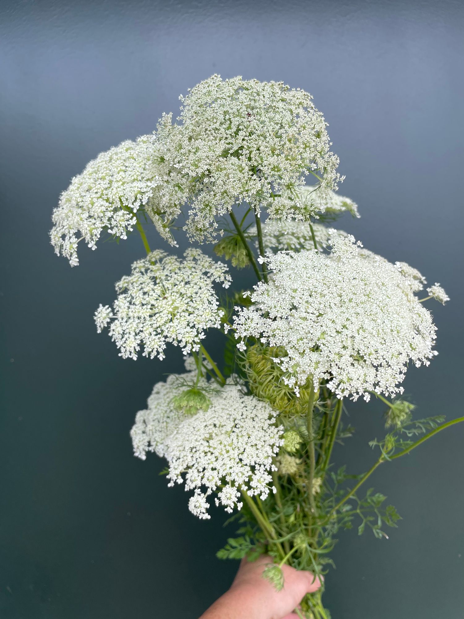 DAUCUS carota Dara