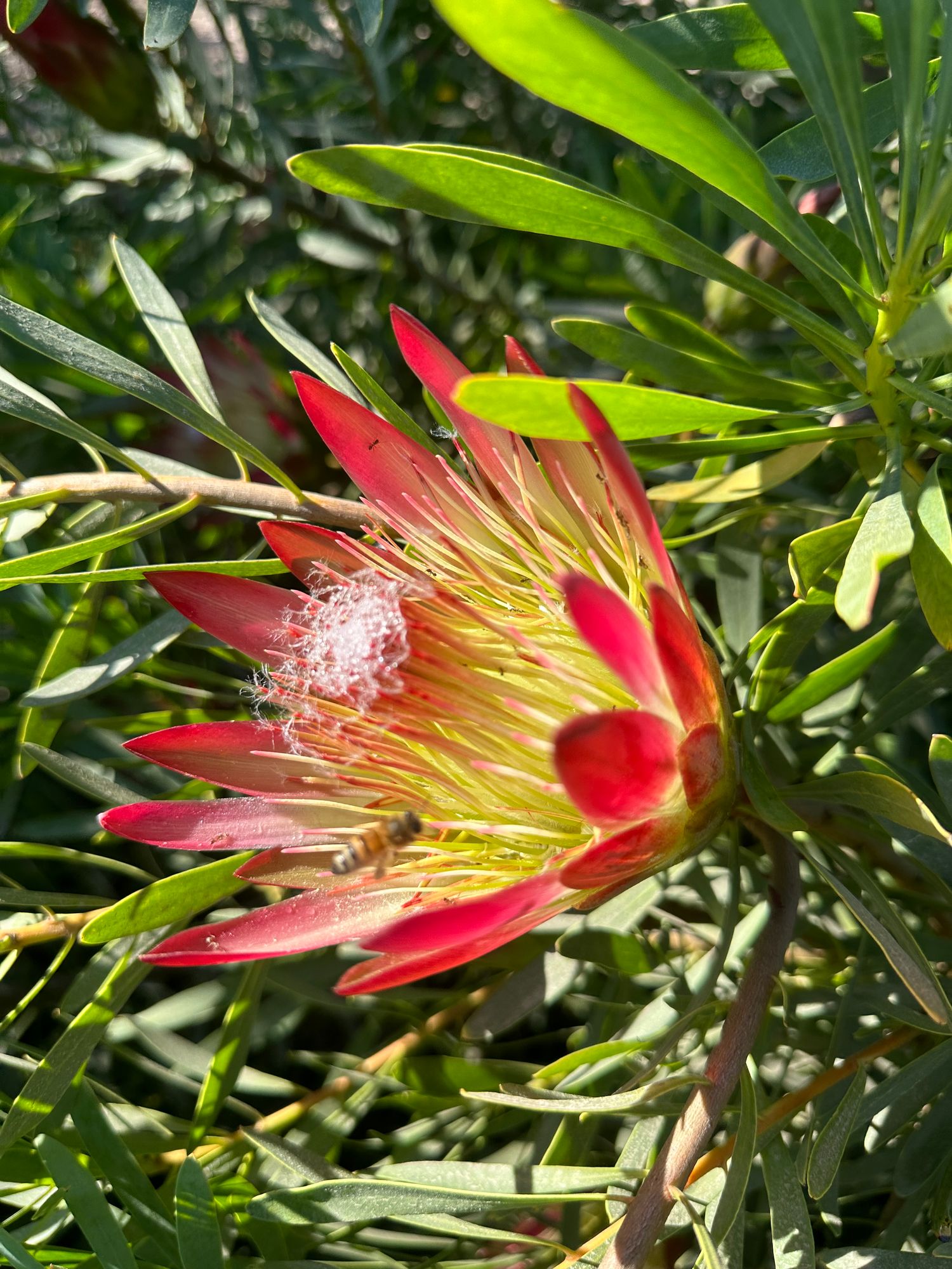 Protea repens