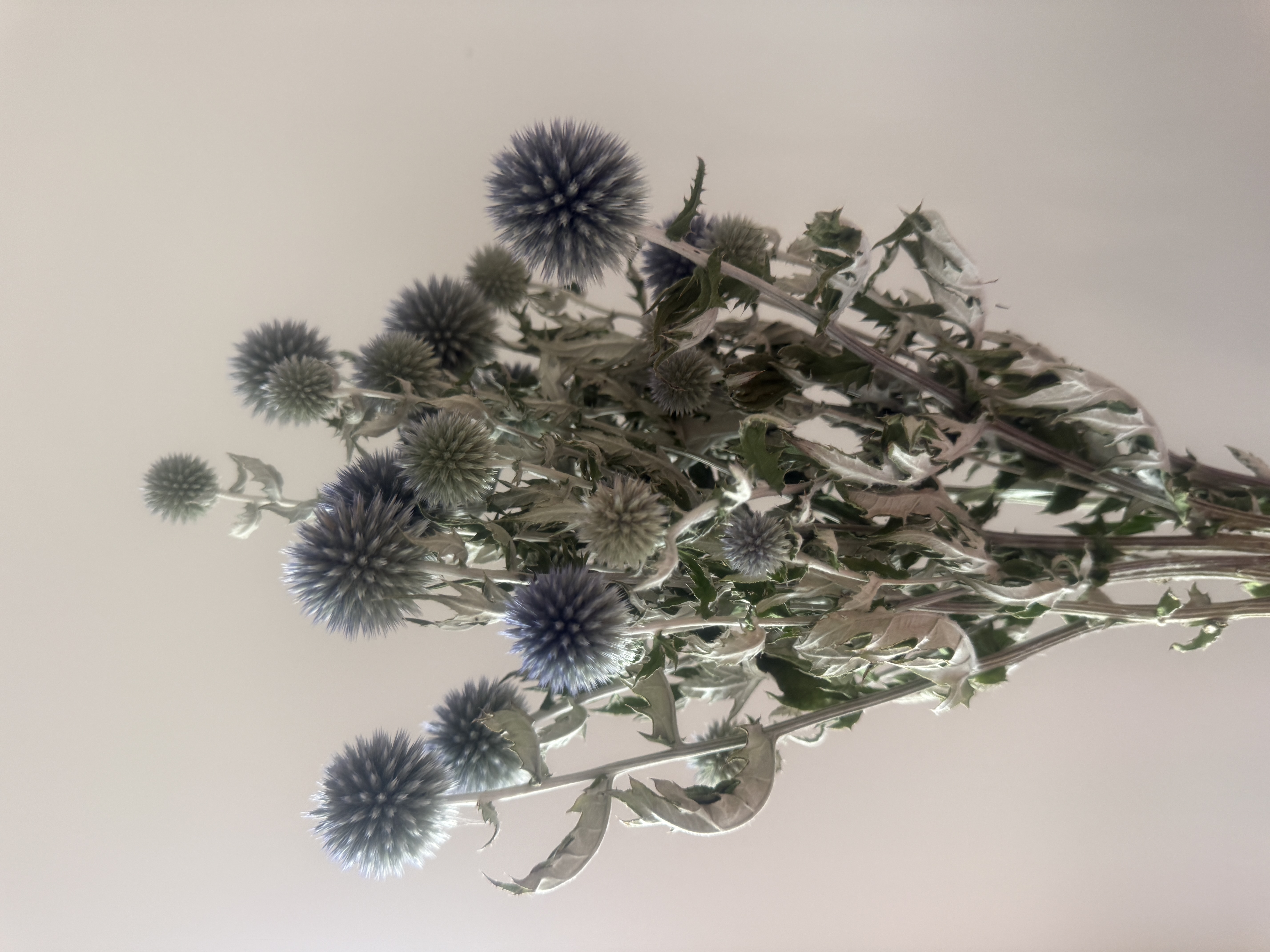 ECHINOPS bannaticus