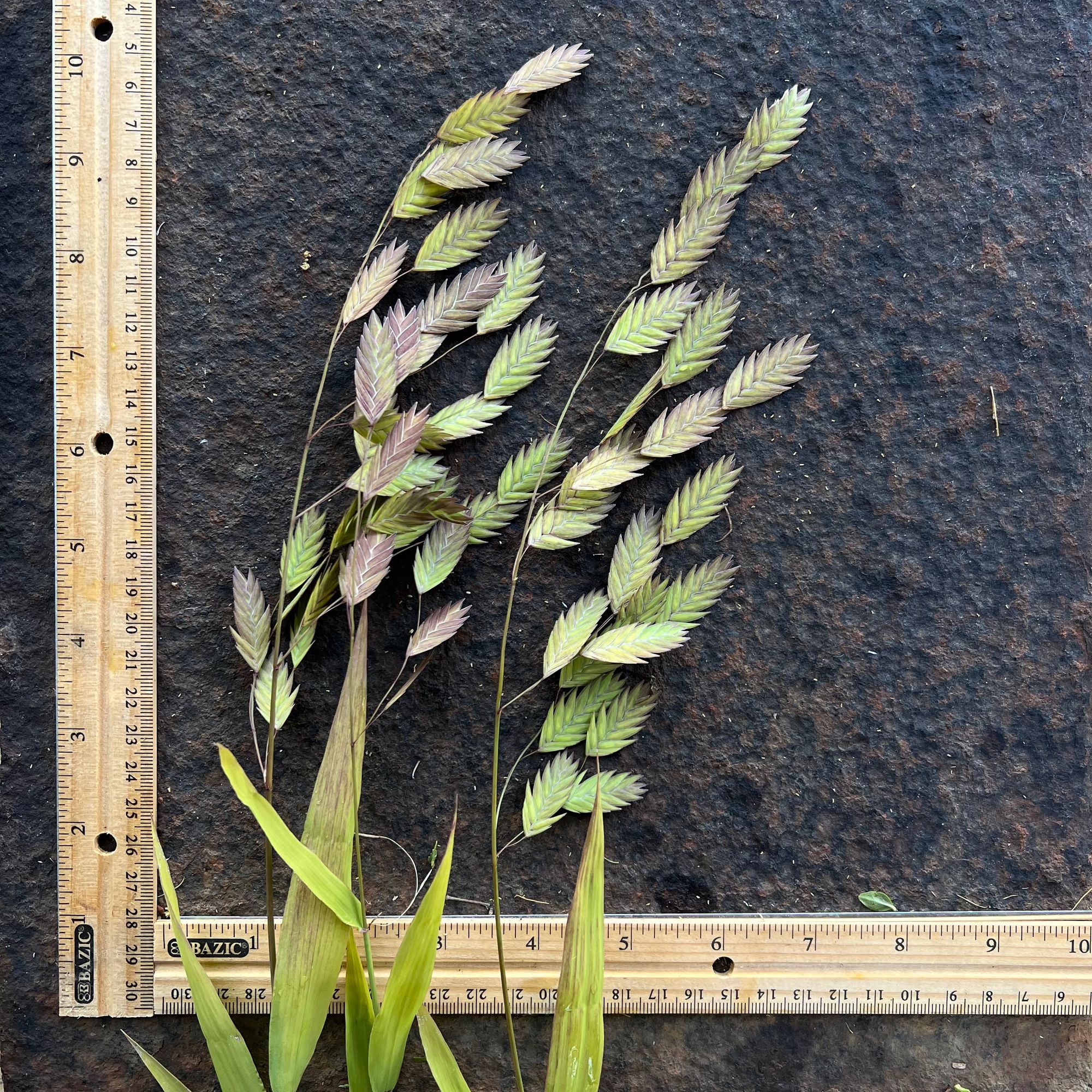 CHASMANTHIUM latifolium