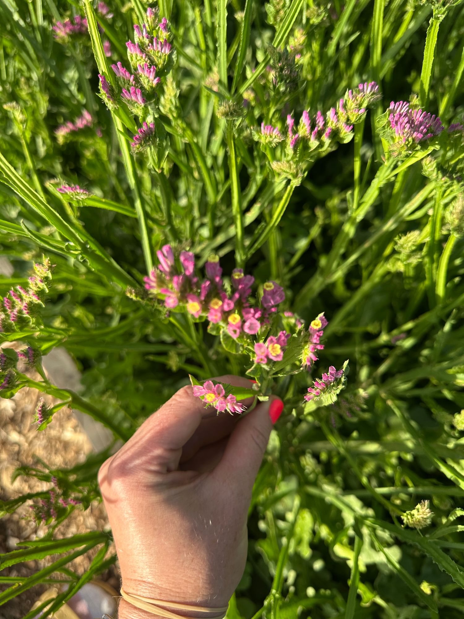 LIMONIUM latifolium