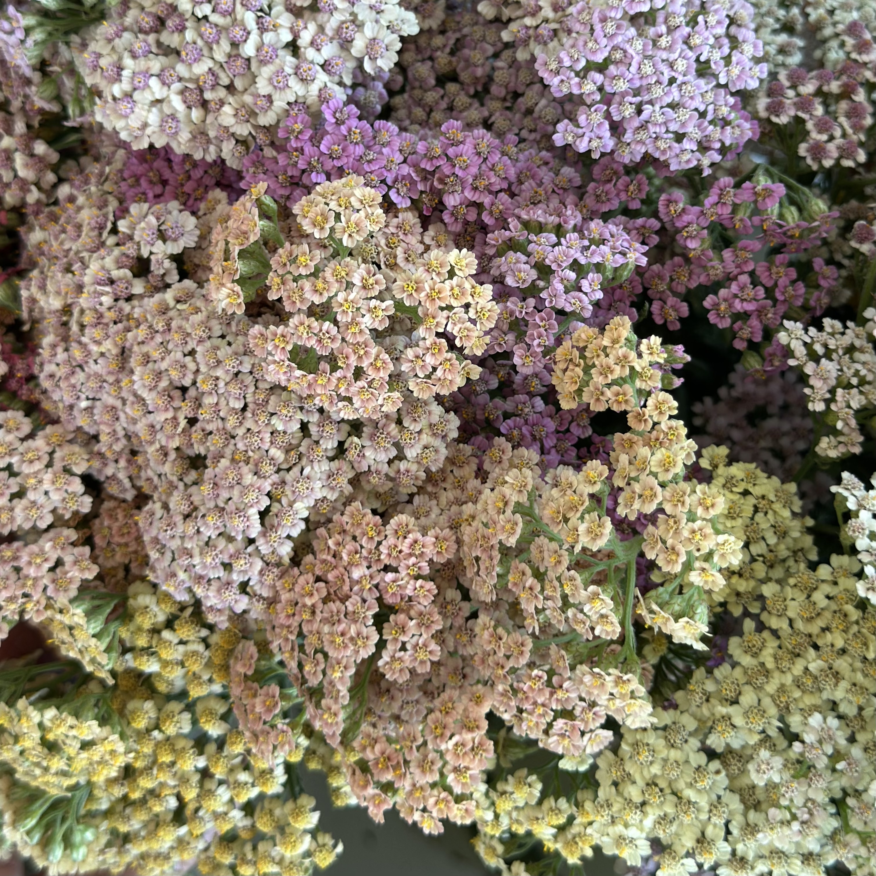 ACHILLEA millefolium Colorado