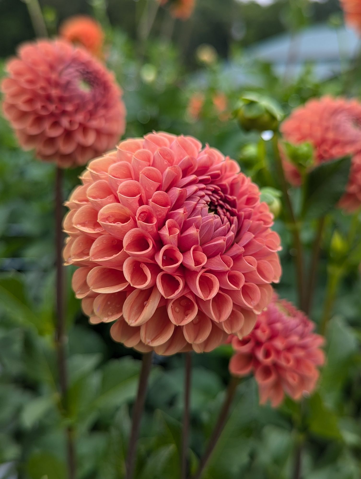 DAHLIA Cornel Bronze