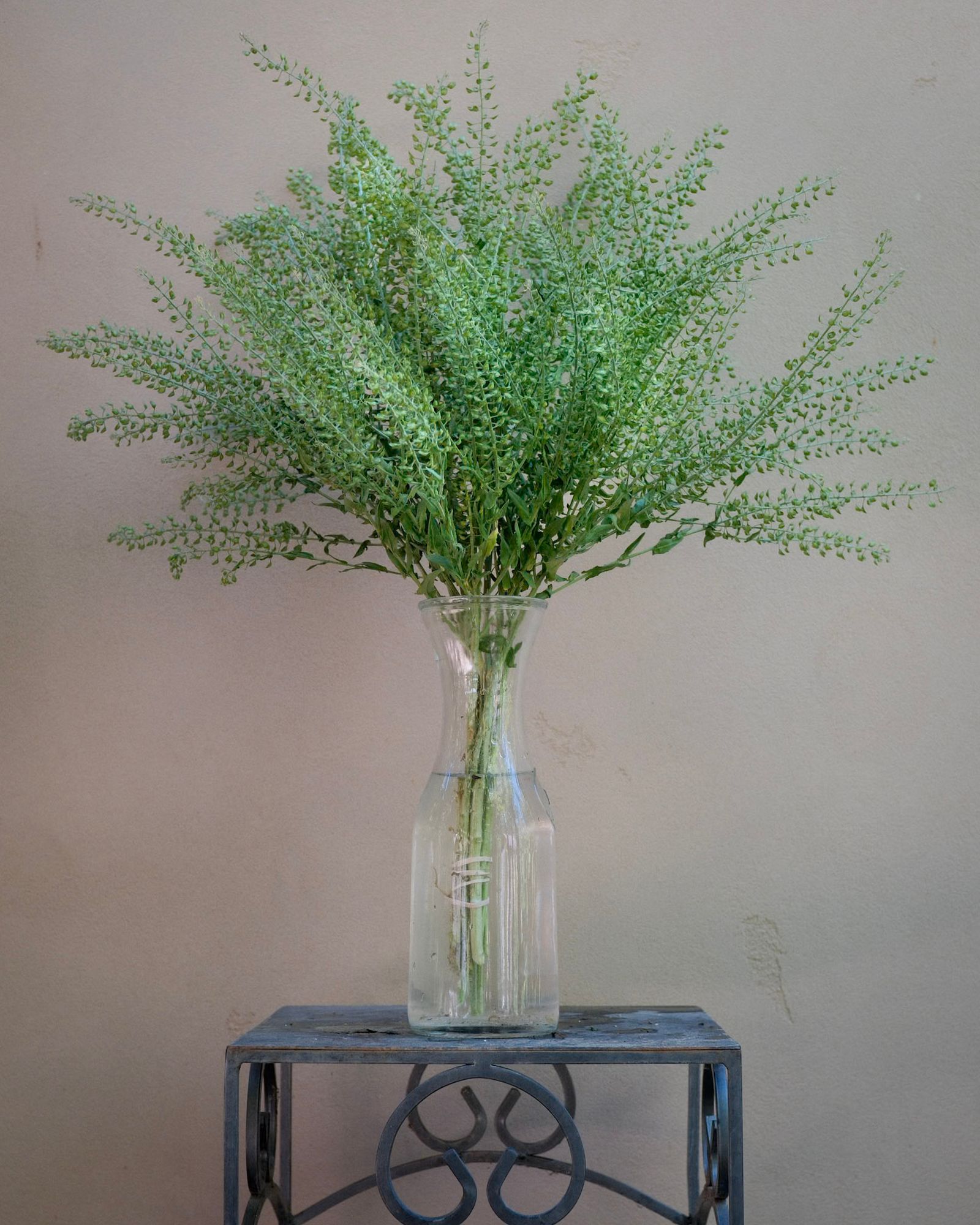 LEPIDIUM sativum