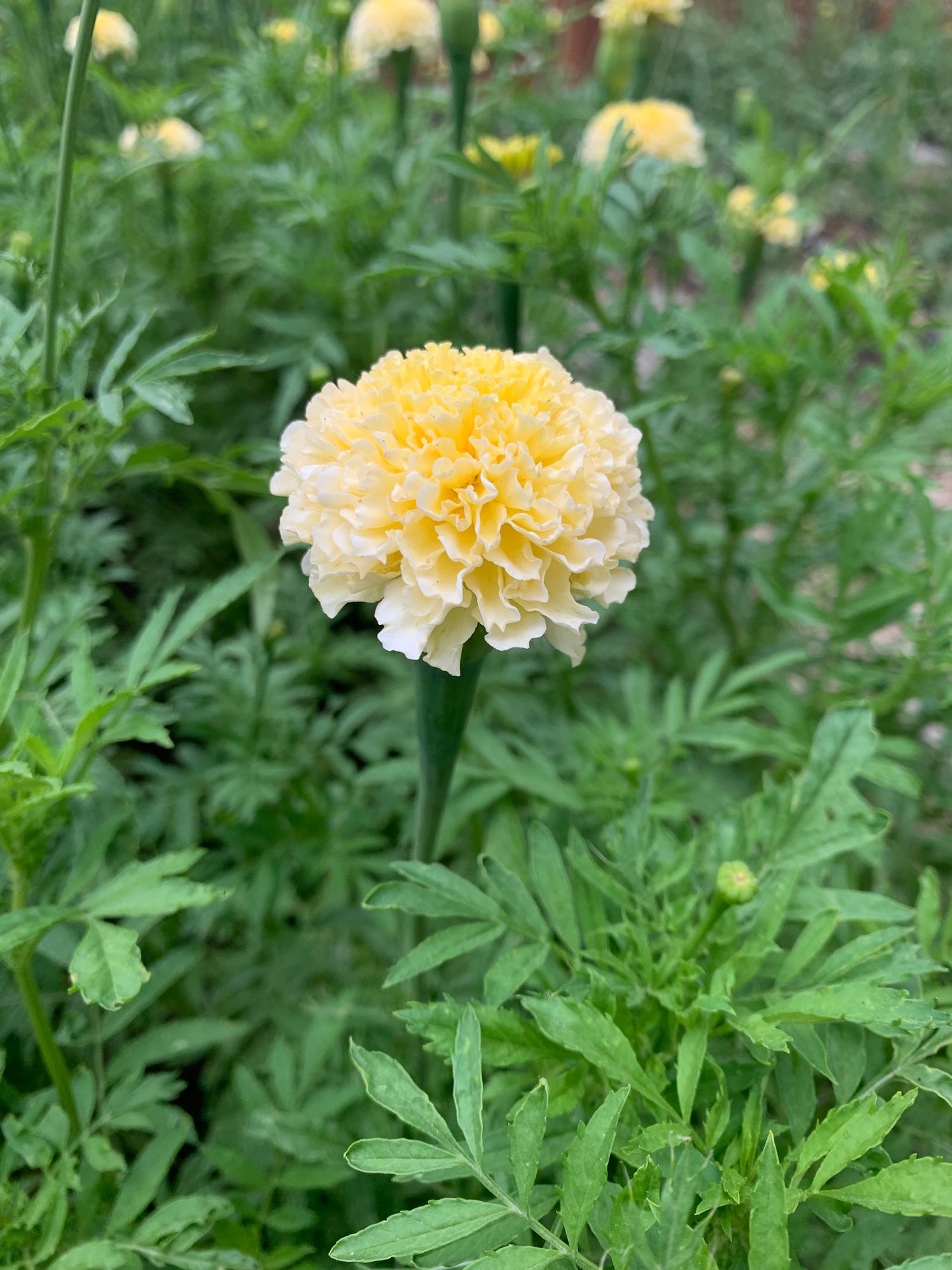 TAGETES erecta White Swan