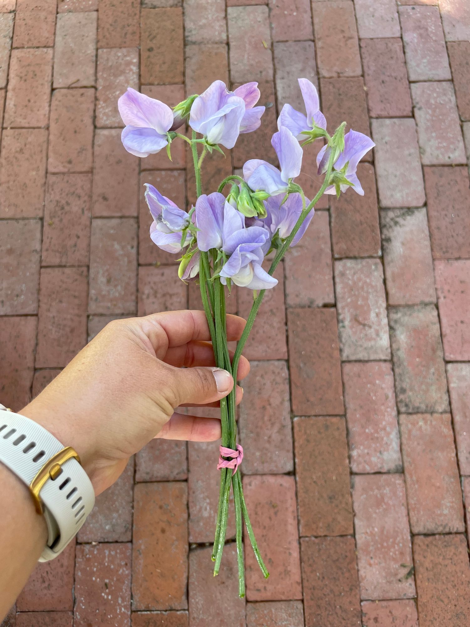 LATHYRUS odoratus