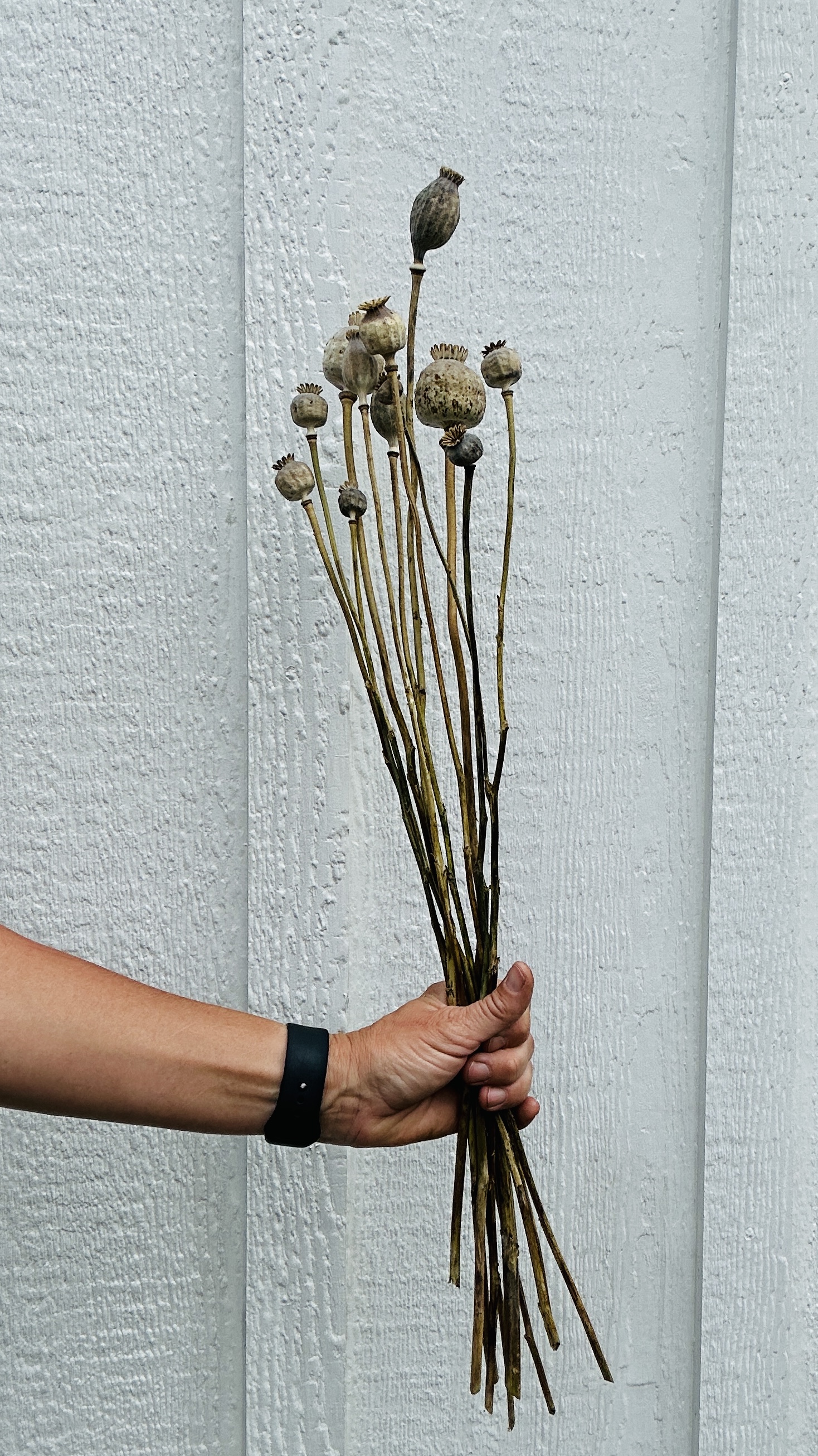 PAPAVER somniferum