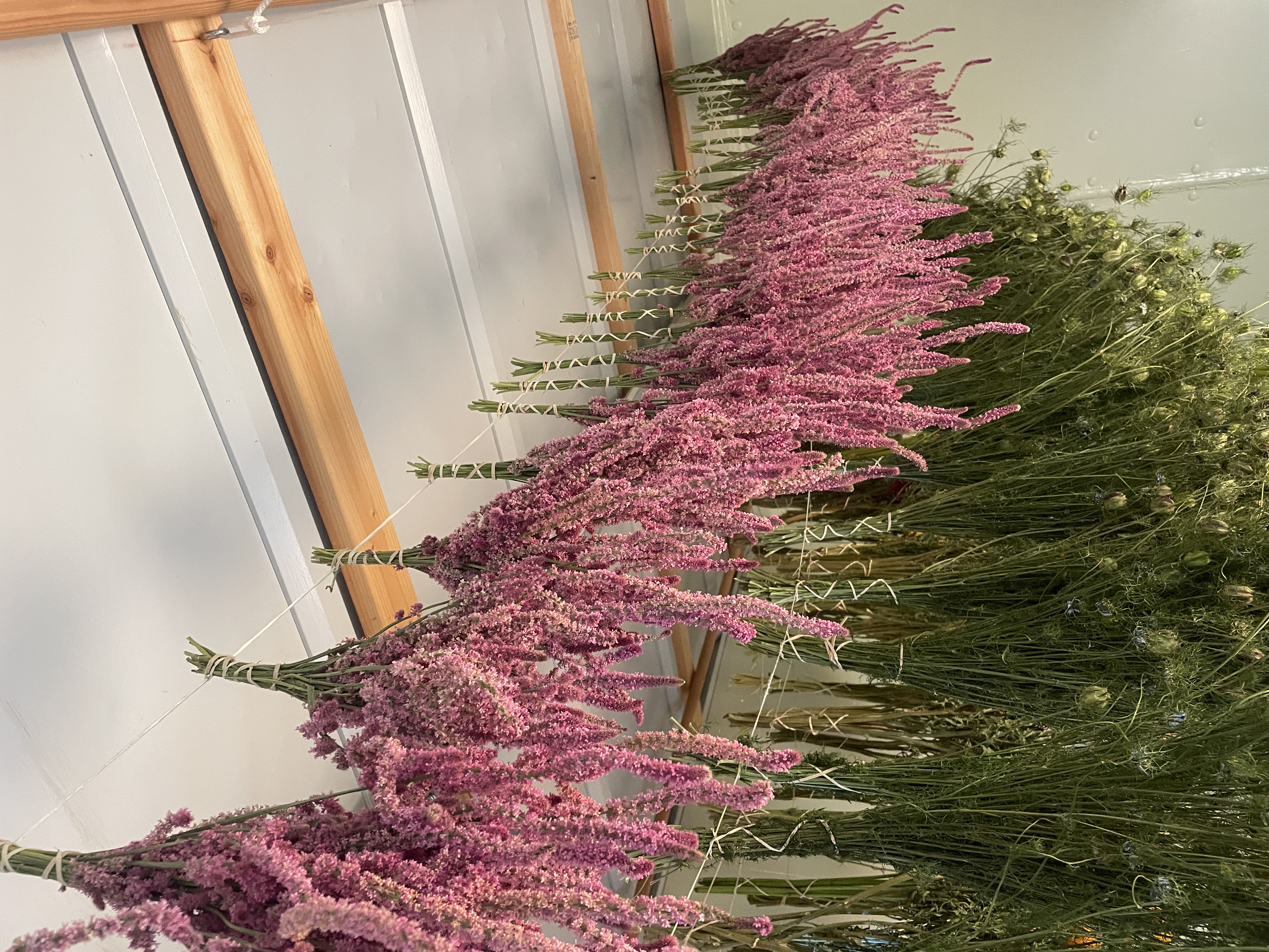 LIMONIUM suworowii