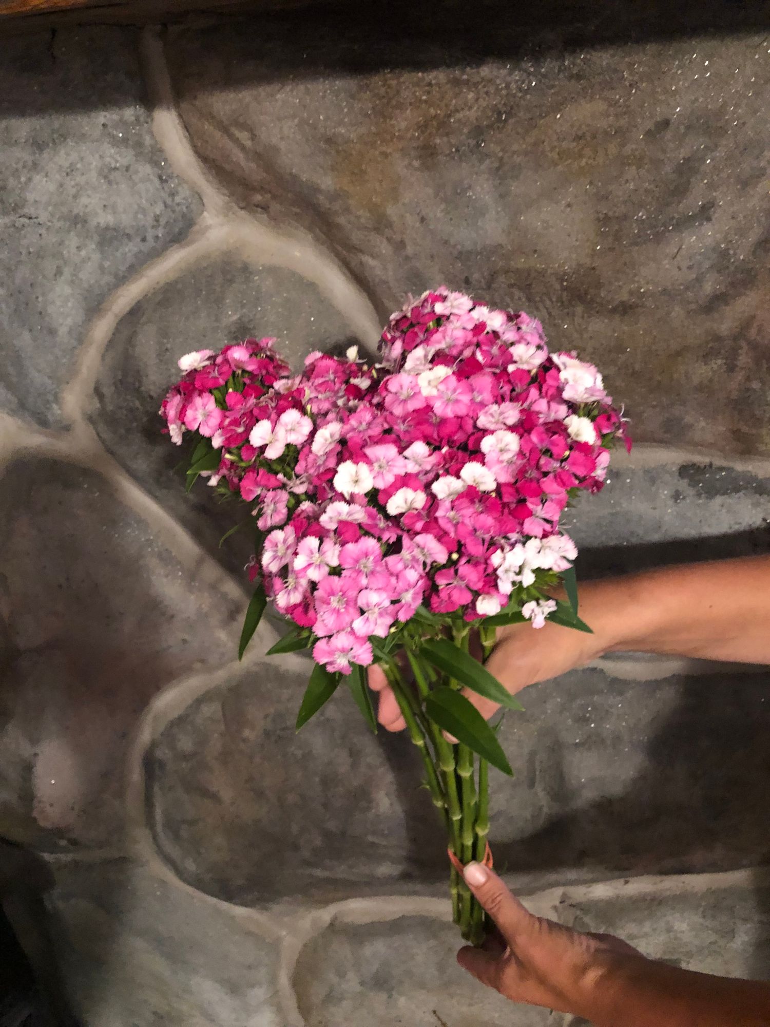 DIANTHUS