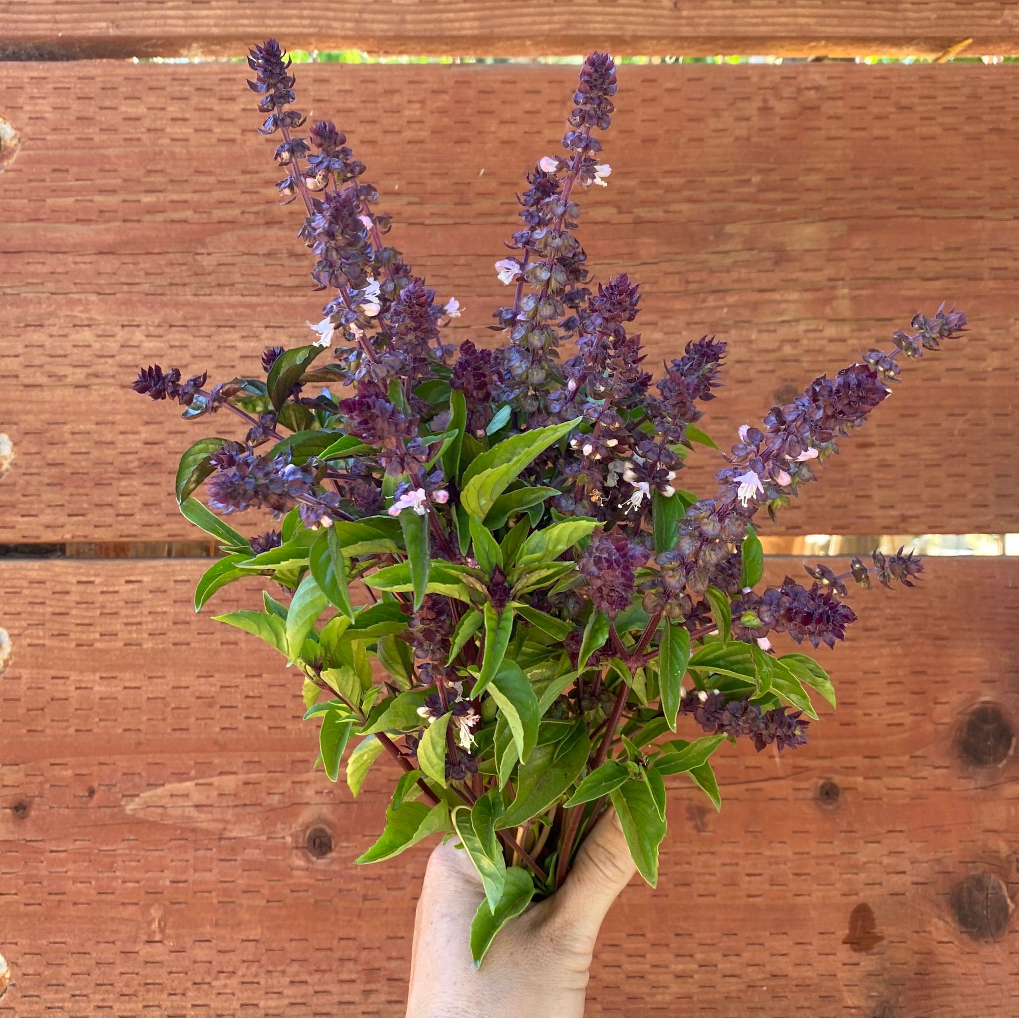 OCIMUM basilicum Cinamonette