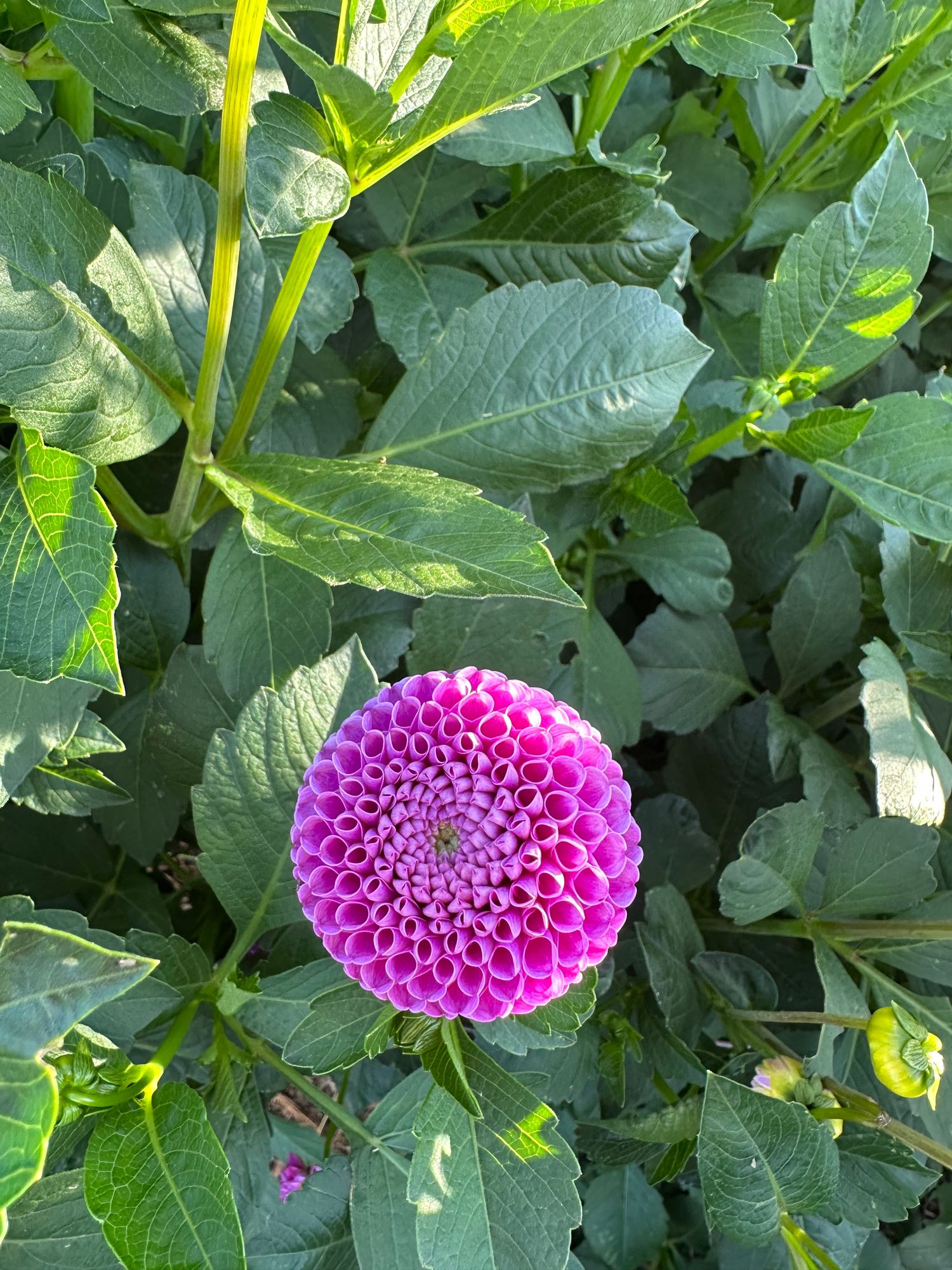 DAHLIA Pom pon/Pom pom