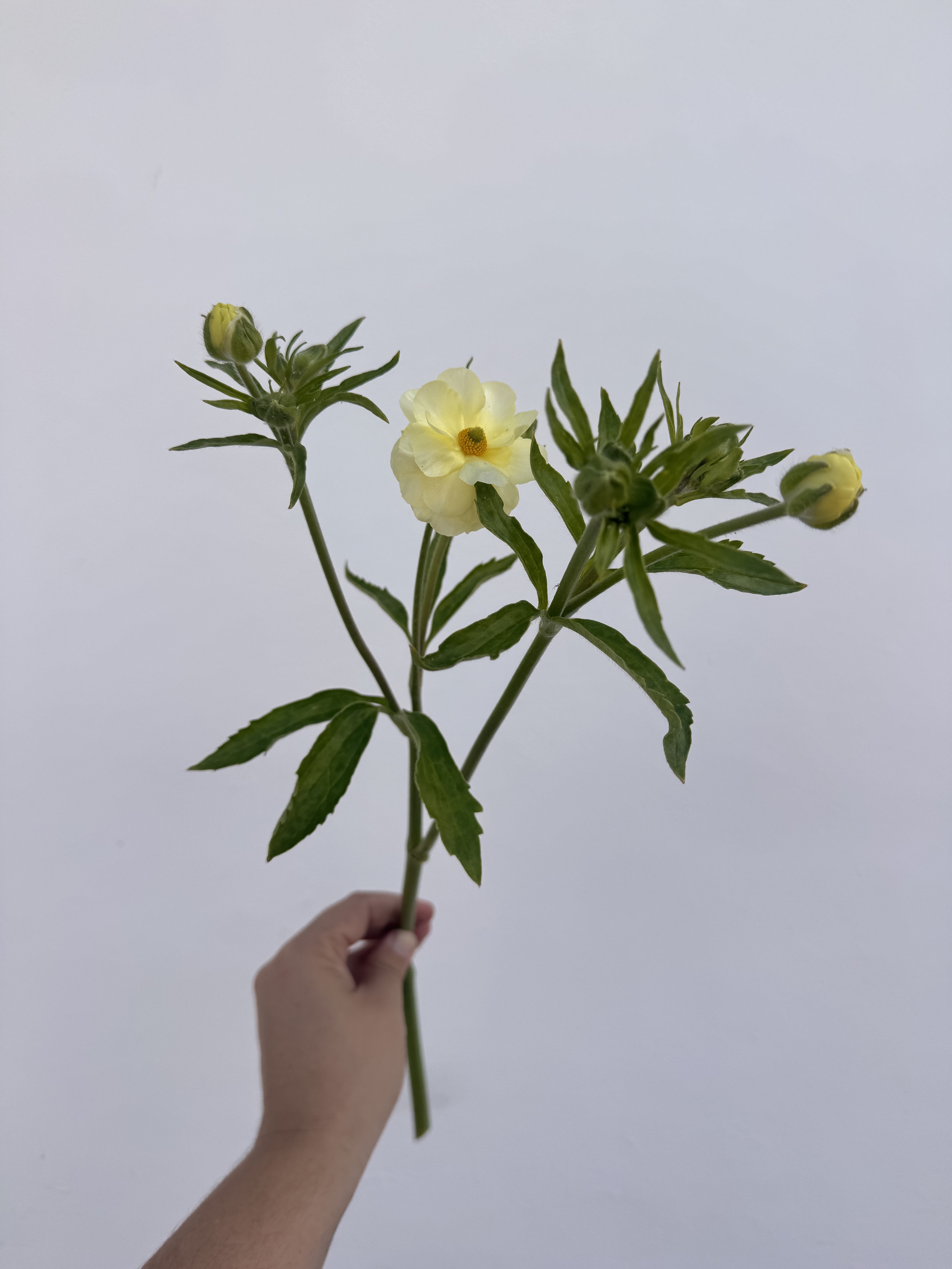 RANUNCULUS Butterfly