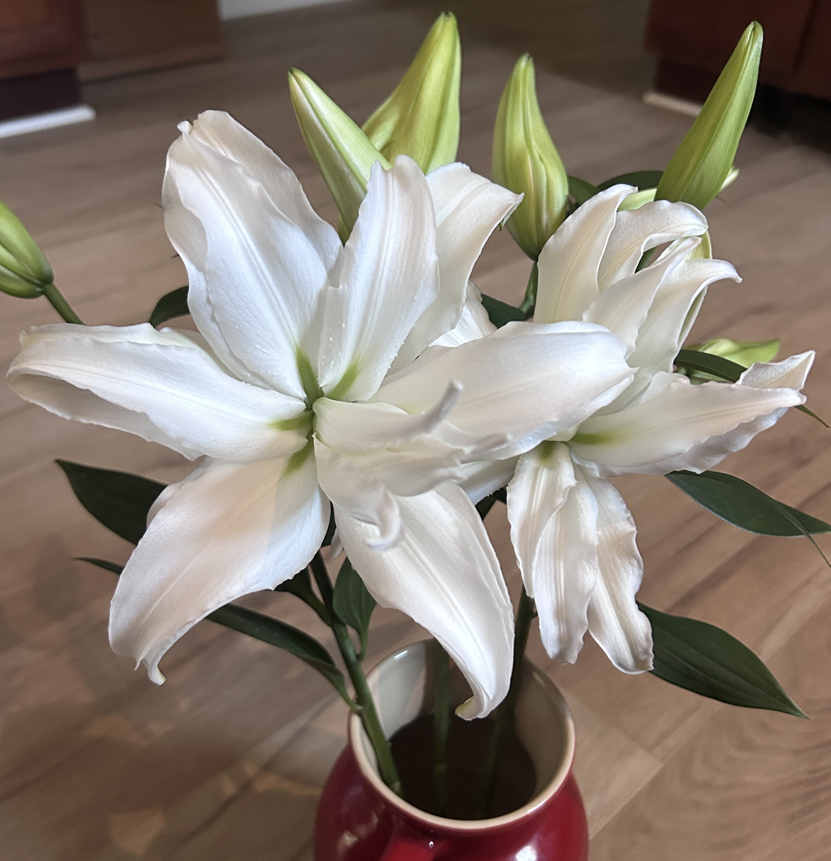 LILIUM x orientalis Empress