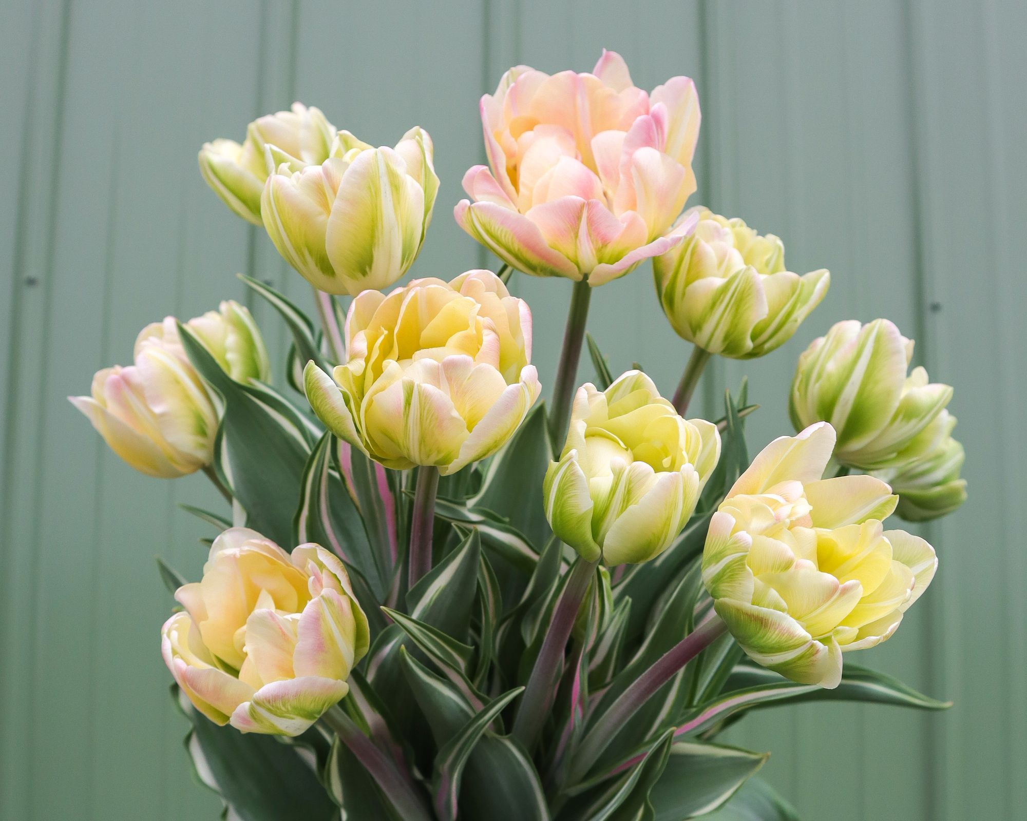TULIPA Happy Upstar