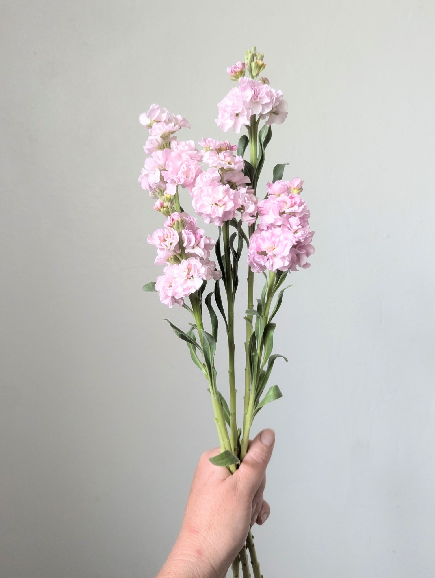 MATTHIOLA incana Iron