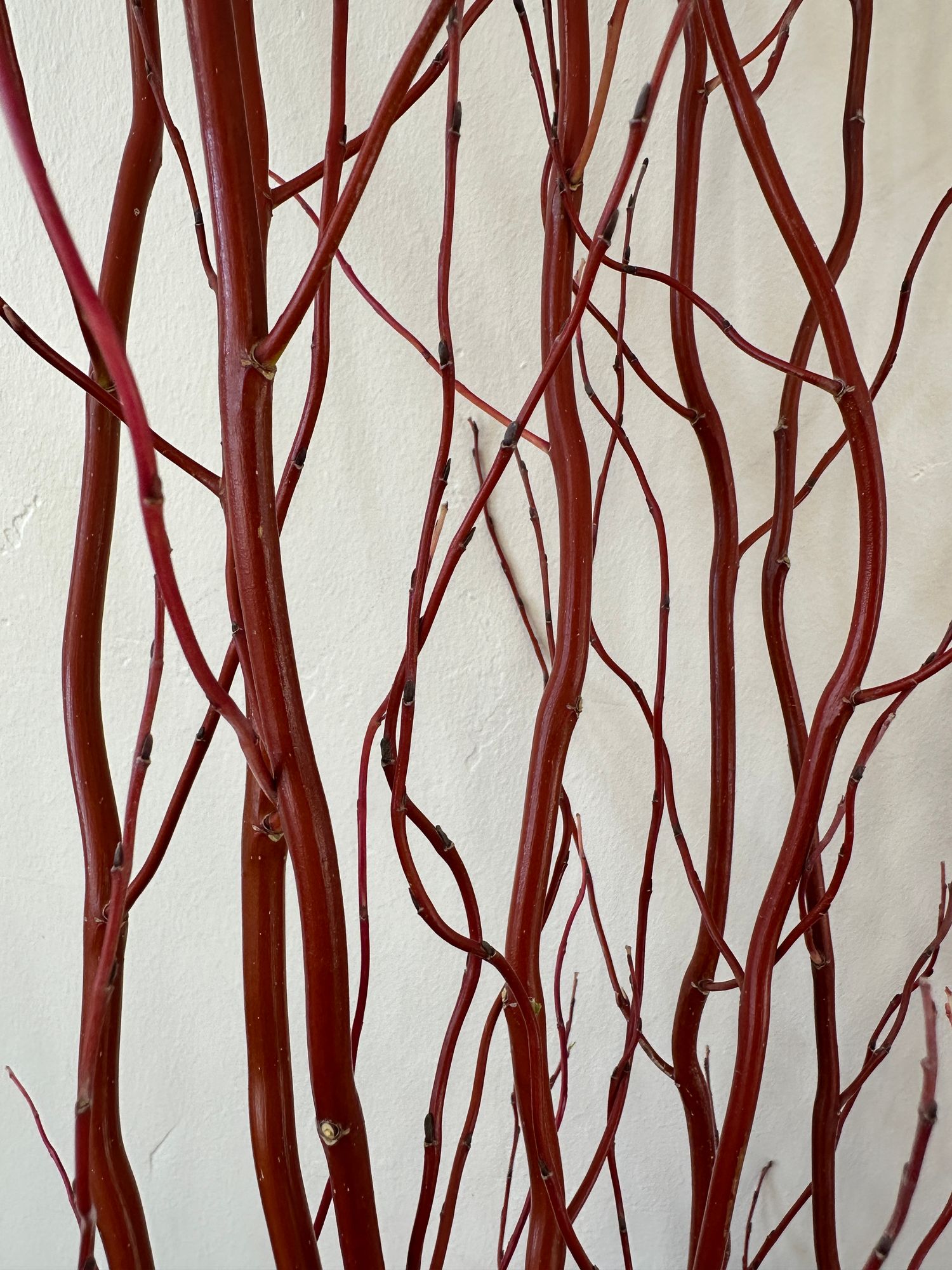 SALIX matsudana var. tortuosa