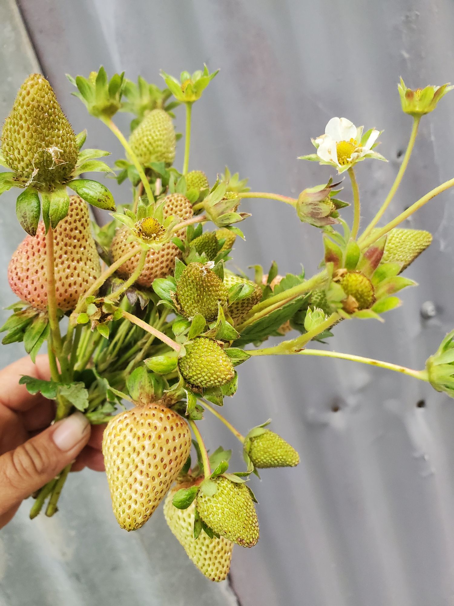 FRAGARIA x ananassa