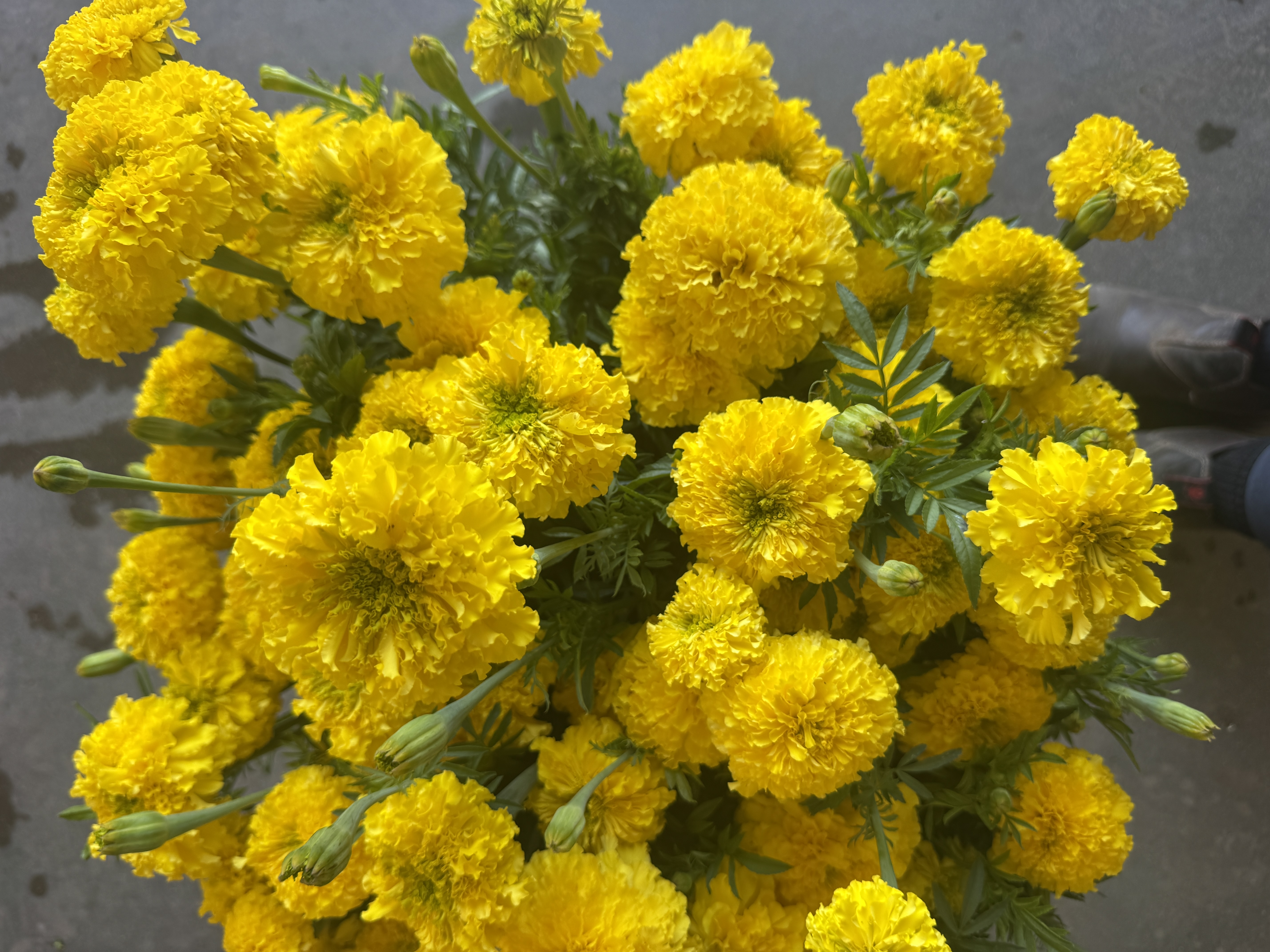 TAGETES erecta Coco