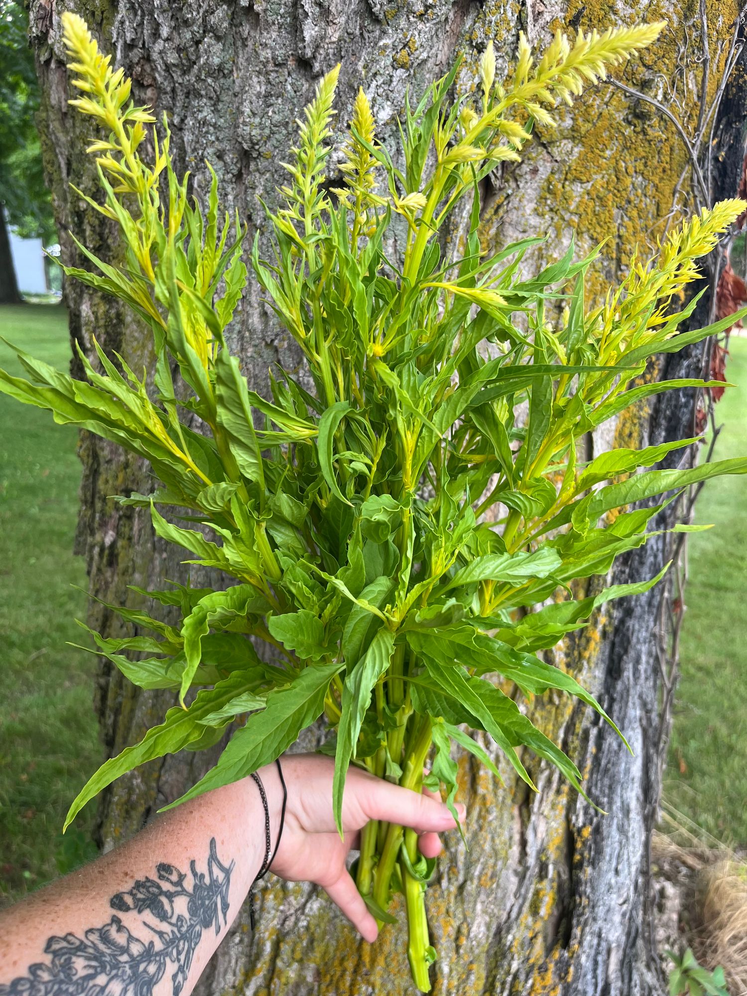 CELOSIA argentea var. plumosa Sylphid
